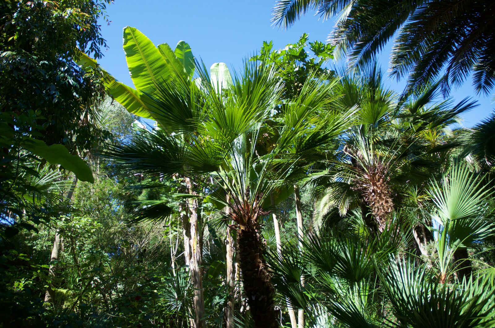 Nikon D90 sample photo. Palm, banana, exotic garden photography