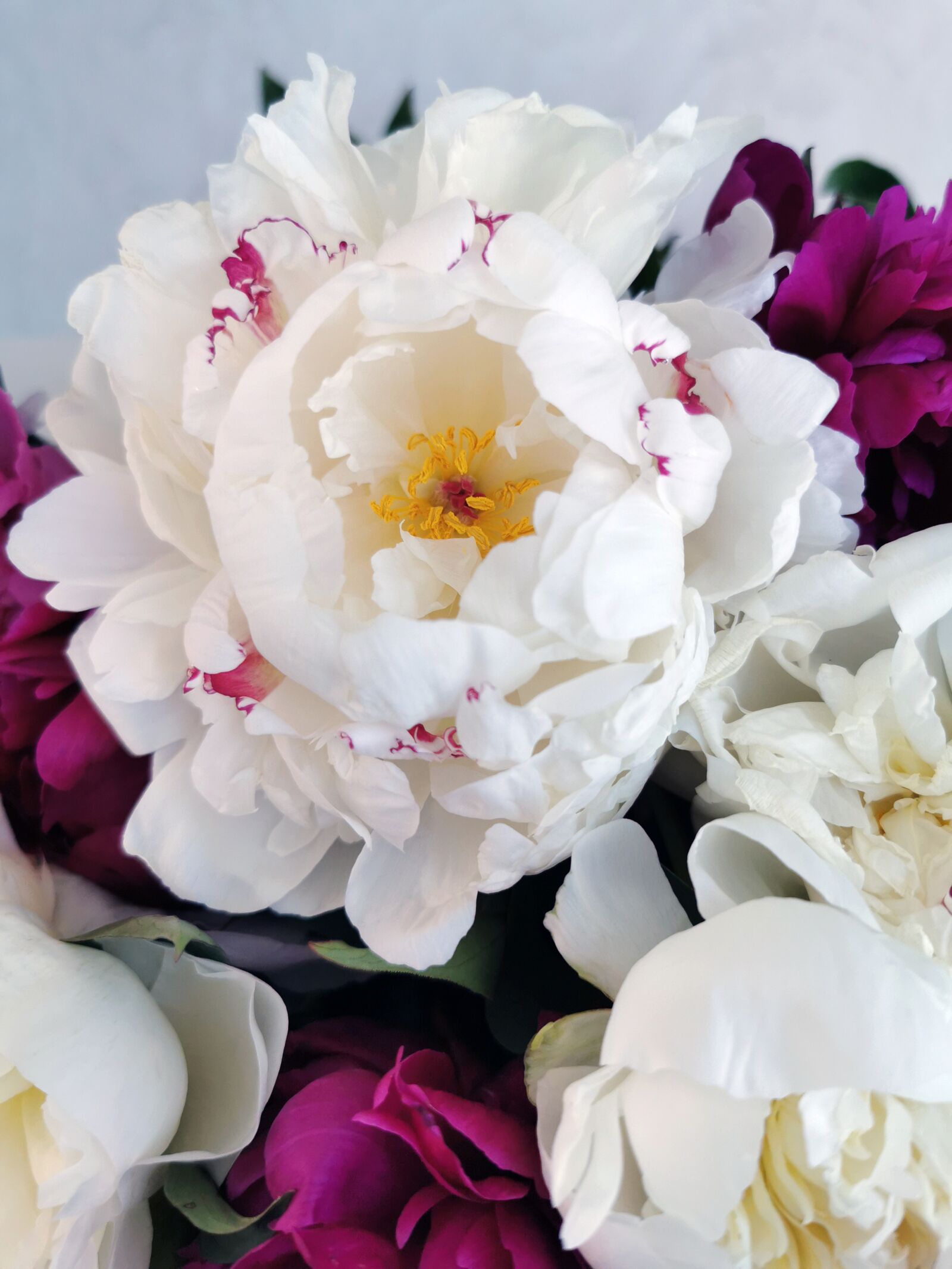 HUAWEI P30 Pro sample photo. Peonies, flowers, beautiful photography