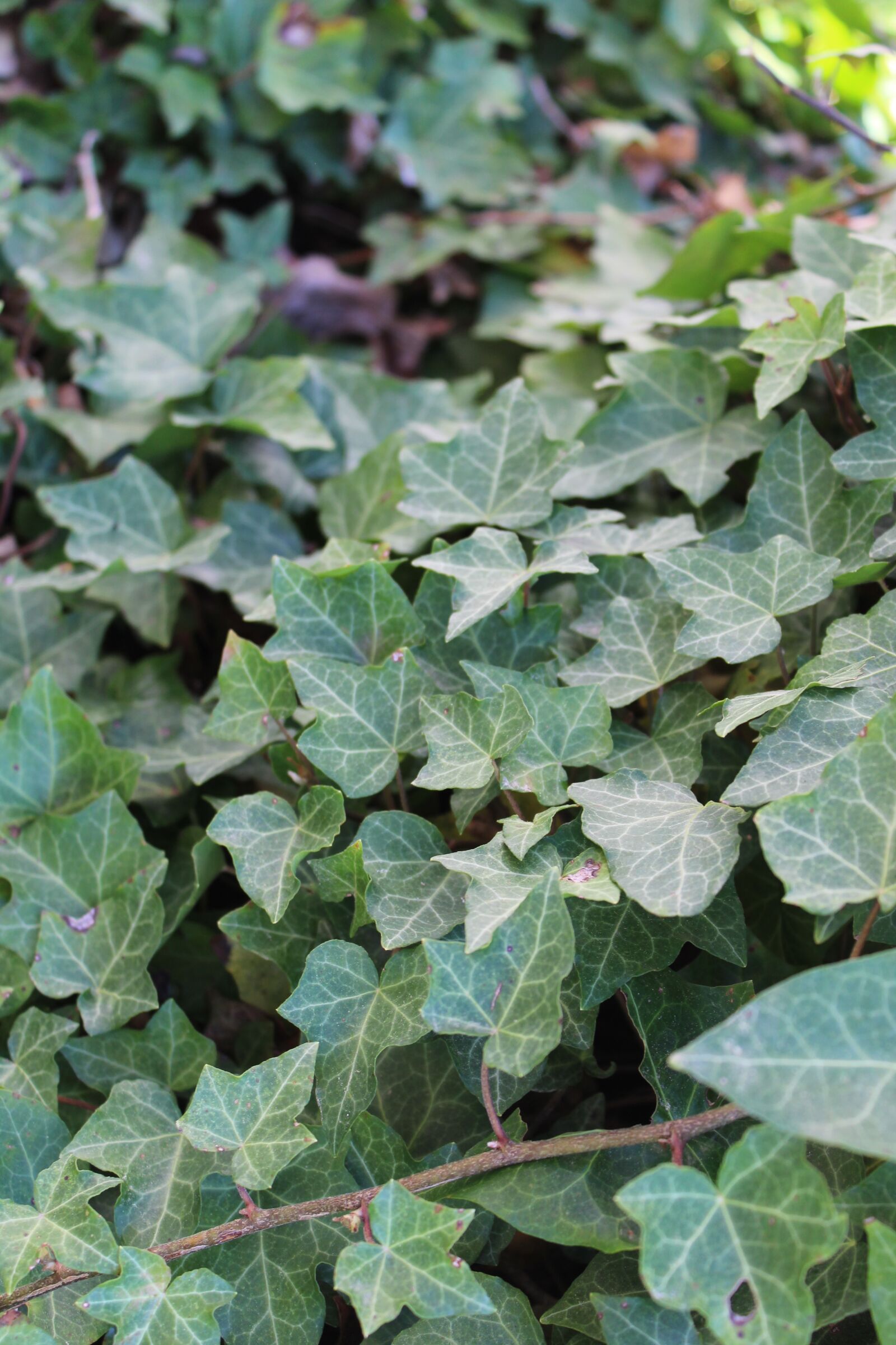 Canon EOS 1300D (EOS Rebel T6 / EOS Kiss X80) sample photo. Ivy, green, climber plant photography