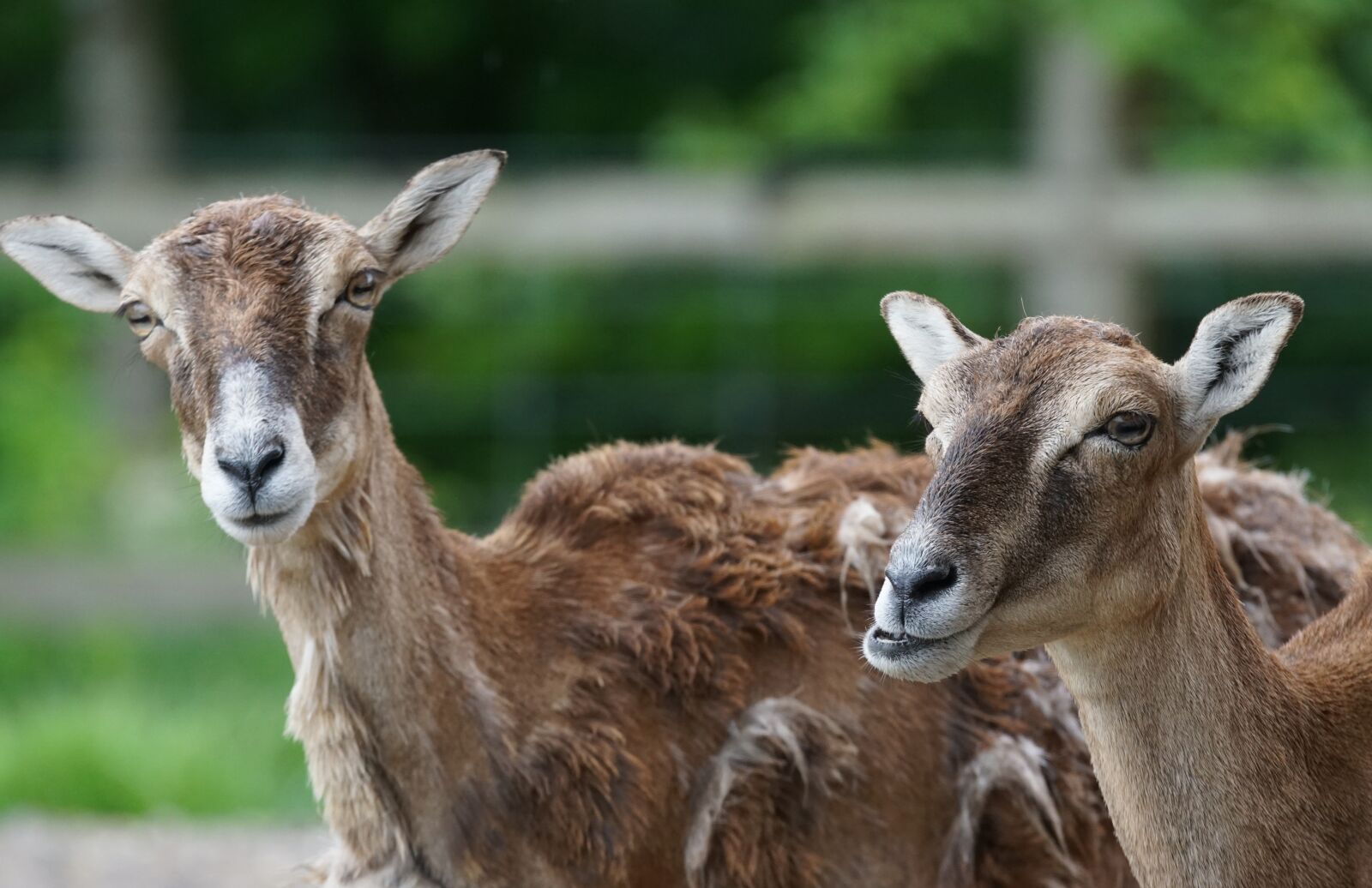 Sony ILCA-77M2 + Sony 70-400mm F4-5.6 G SSM sample photo. Mouflon, female, mammal photography