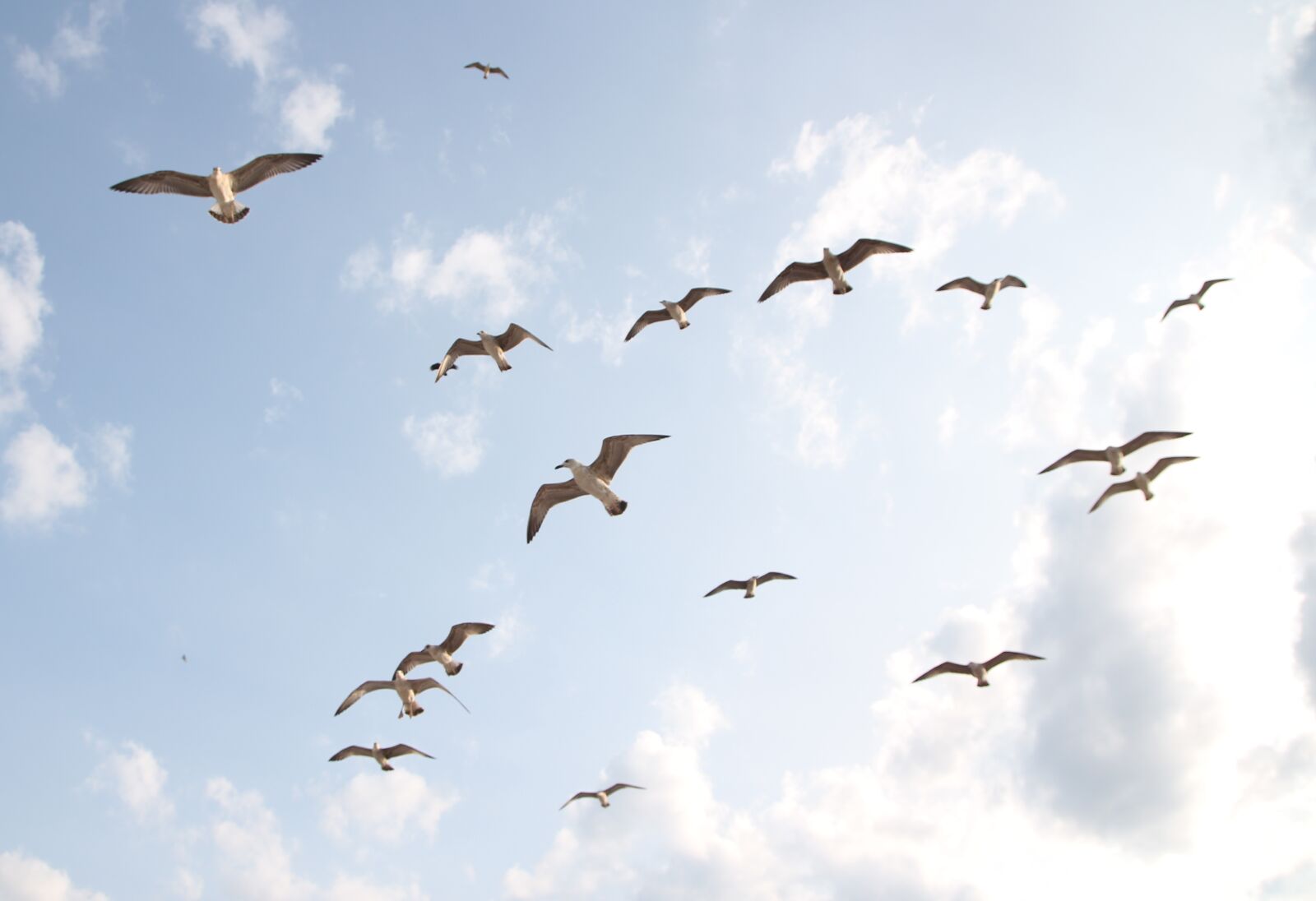 Canon EOS 700D (EOS Rebel T5i / EOS Kiss X7i) sample photo. Seagulls, flight, birds photography