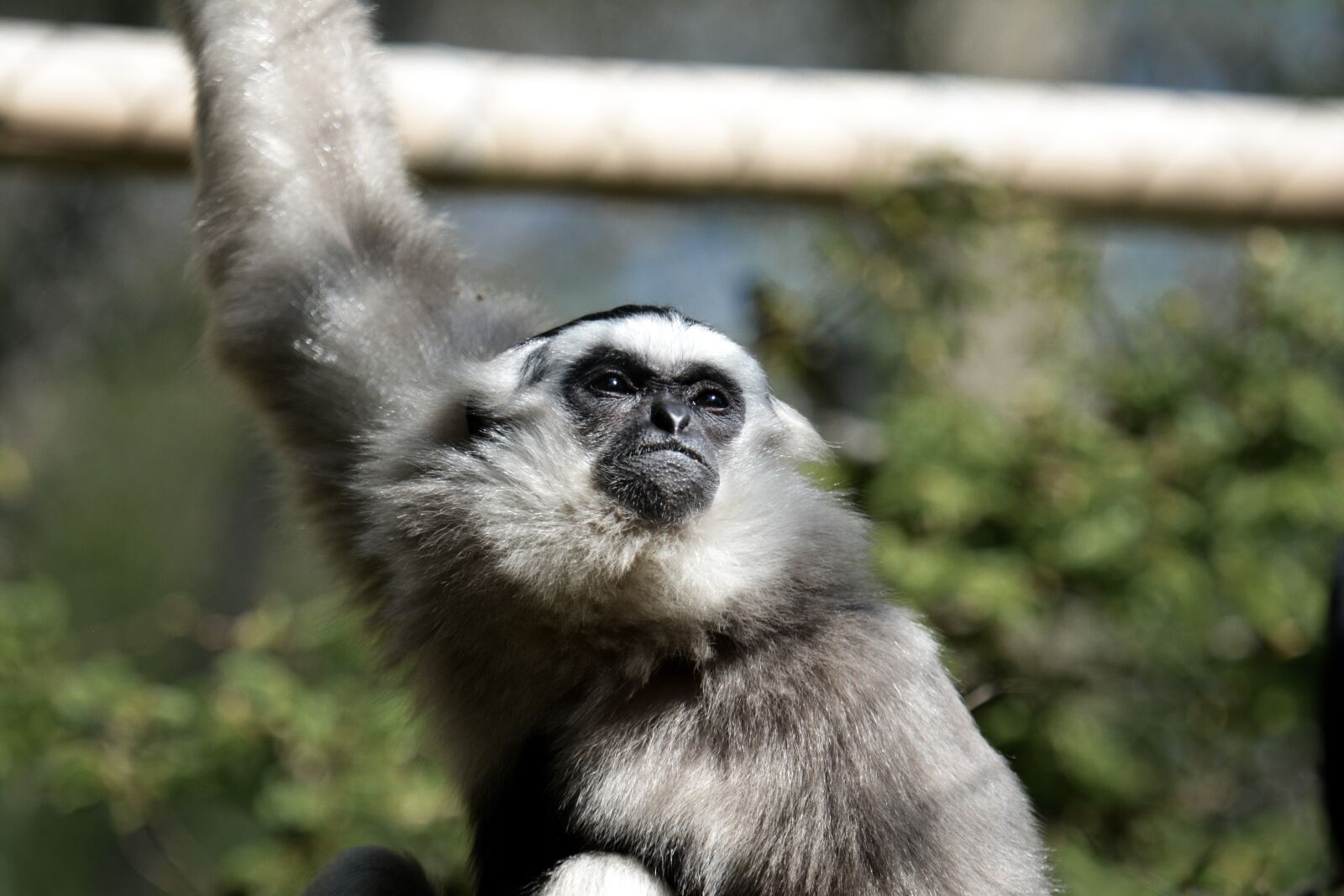 Nikon D7100 sample photo. Animal world, animal, nature photography