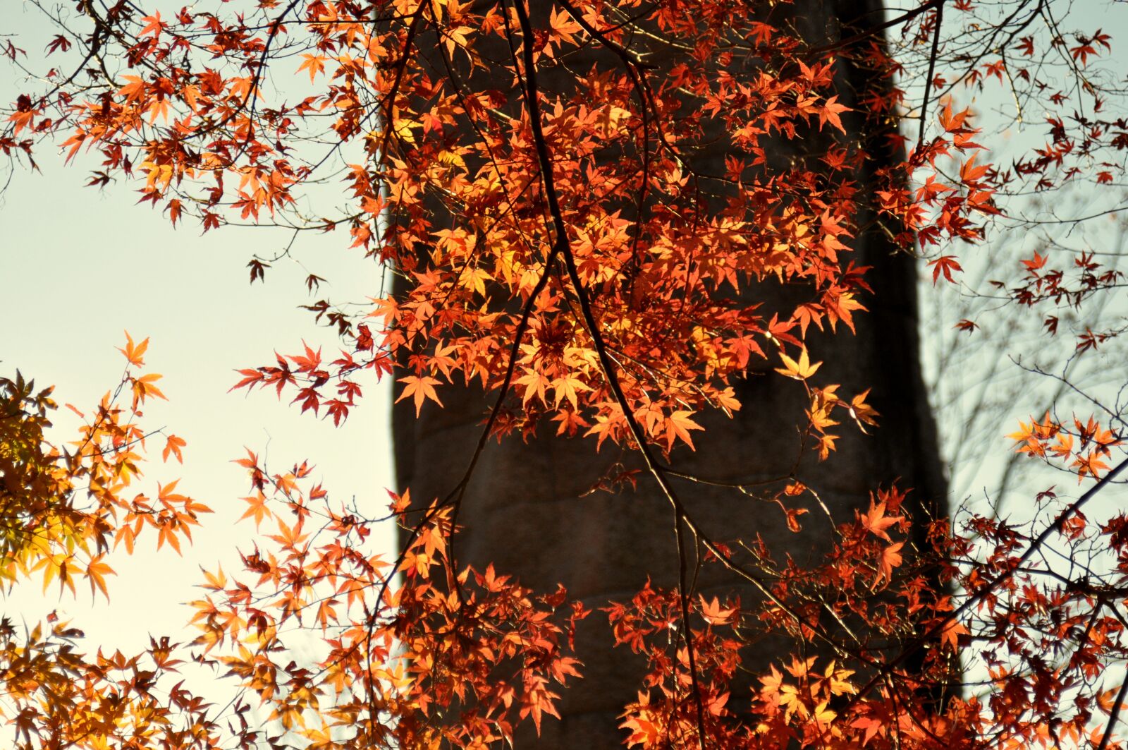 Nikon D90 sample photo. Maples, autumn, autumnal leaves photography