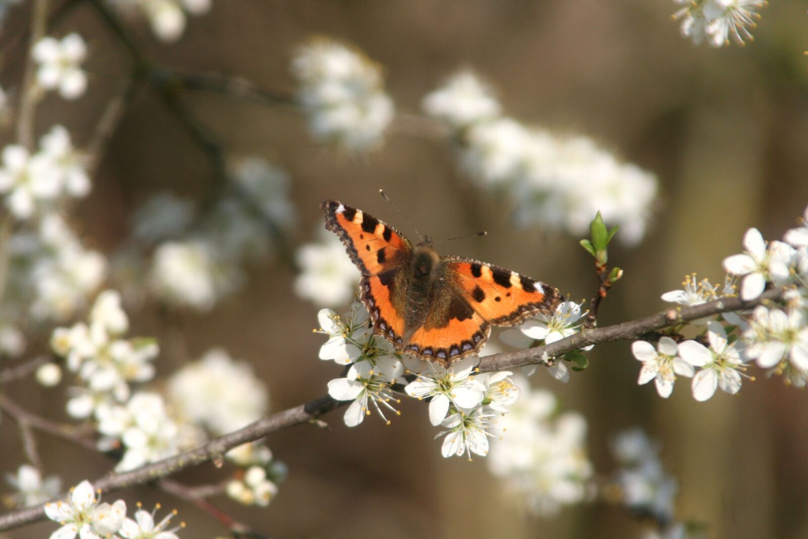Canon EOS 350D (EOS Digital Rebel XT / EOS Kiss Digital N) sample photo. Spring, flowers, butterfly photography