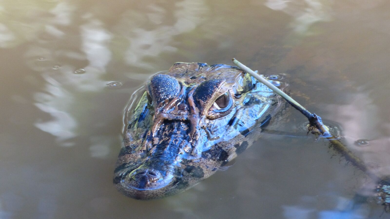 Panasonic Lumix DMC-FZ200 sample photo. Amazon, crocodile, reptile photography