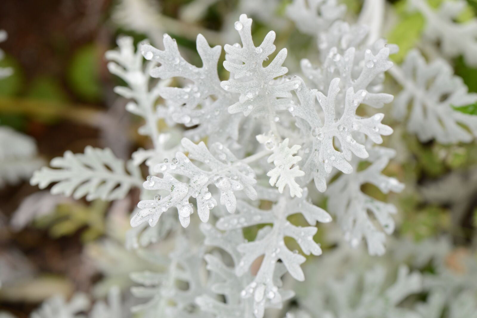 Nikon D600 sample photo. White, plants, garden photography