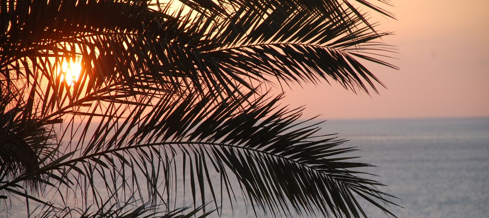 Nikon D40 sample photo. Palm tree, ocean, tree photography