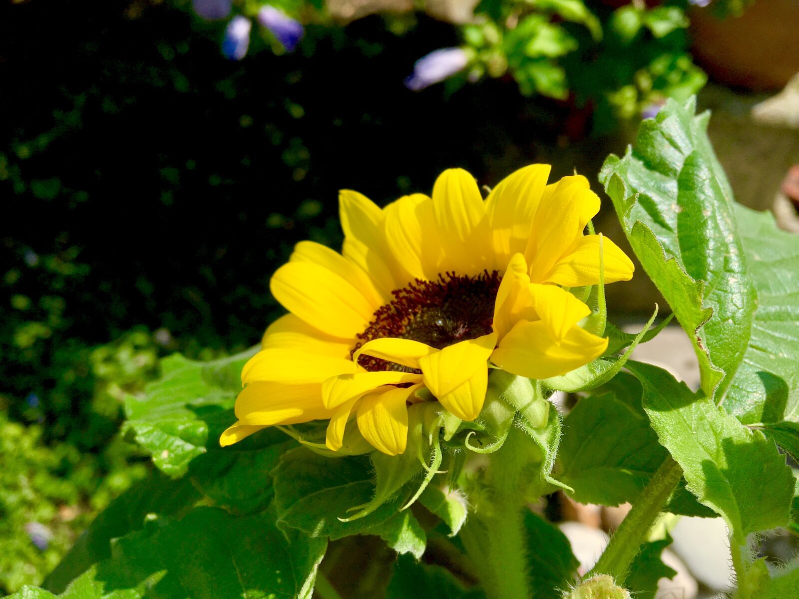 Apple iPhone 6s sample photo. Sunflower, flower, yellow photography