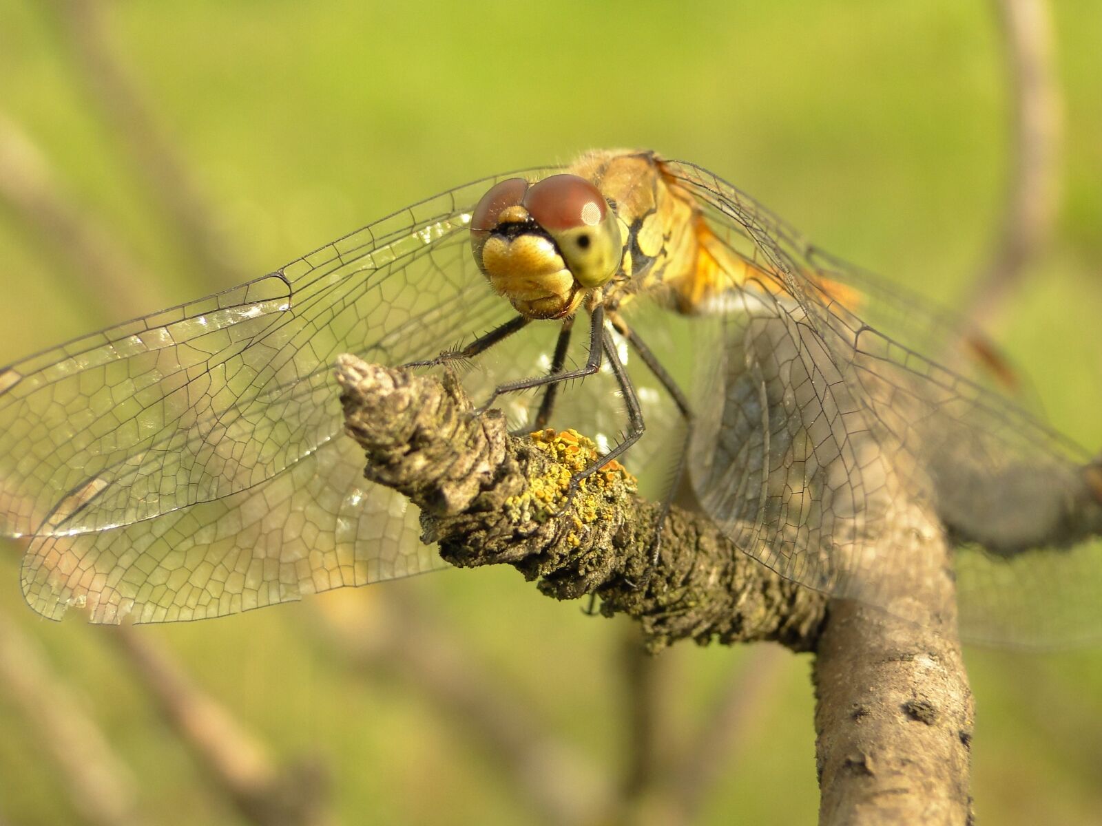 Sony Cyber-shot DSC-HX1 sample photo. Animals, nature, insect photography