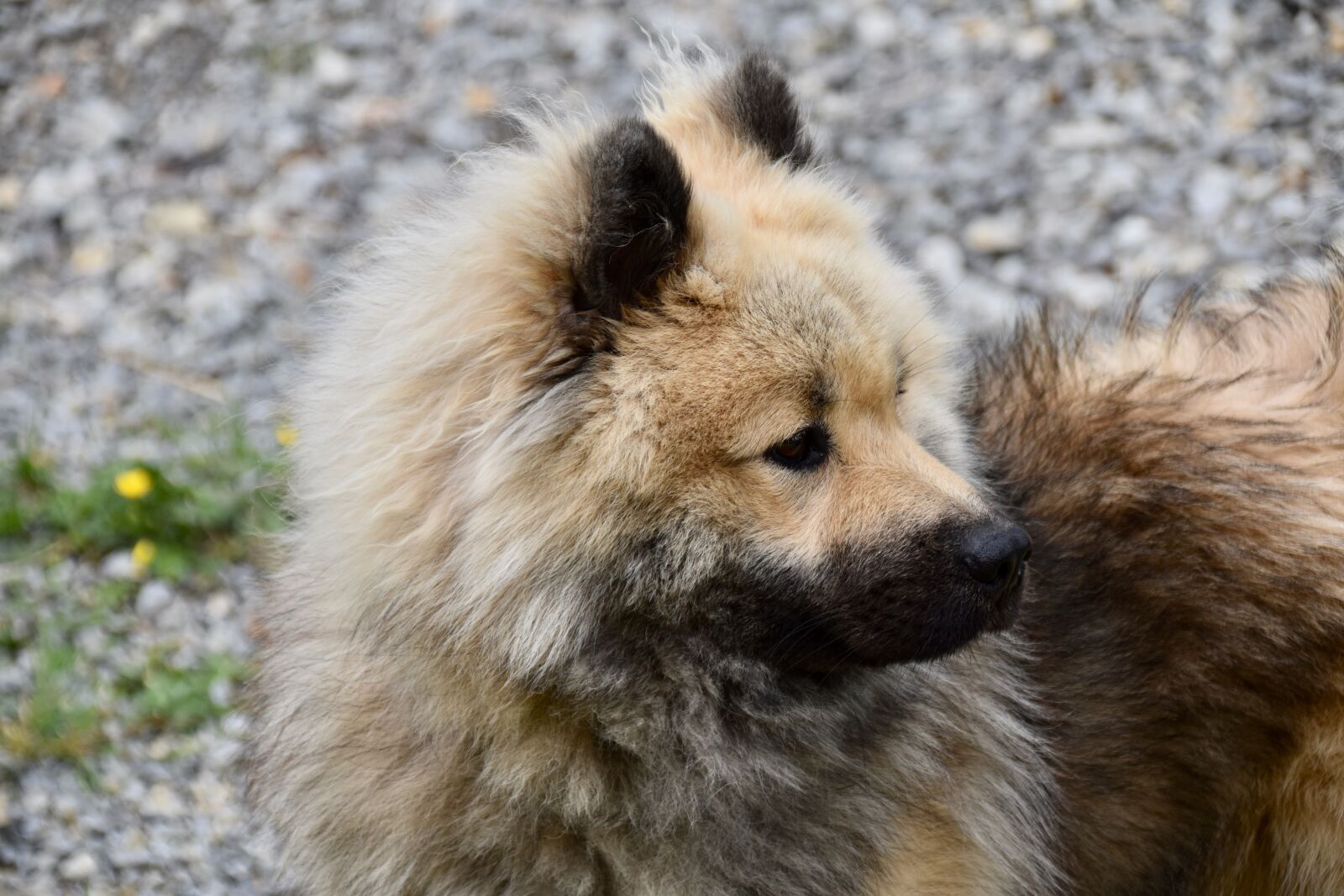 Nikon D5600 sample photo. Dog, dog portrait, dog photography
