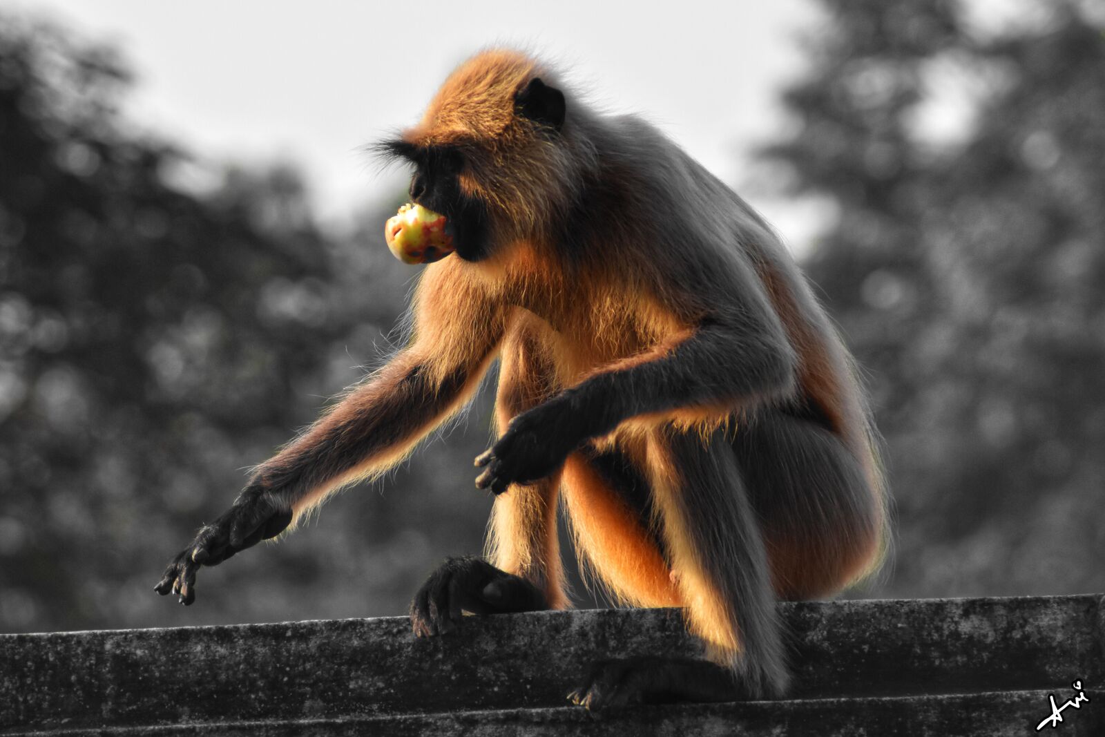 Nikon D7200 sample photo. Money, wild, nature photography