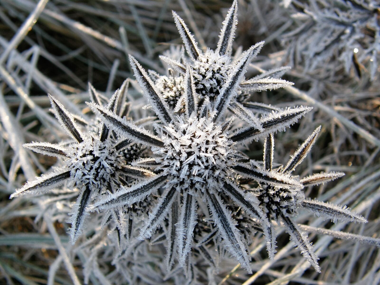 Olympus SP550UZ sample photo. Karst flower, ice, winter photography
