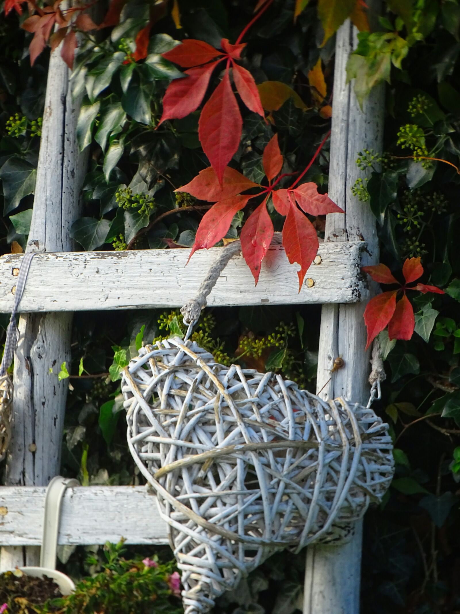 Sony Cyber-shot DSC-HX400V sample photo. Autumn, garden, colors of photography