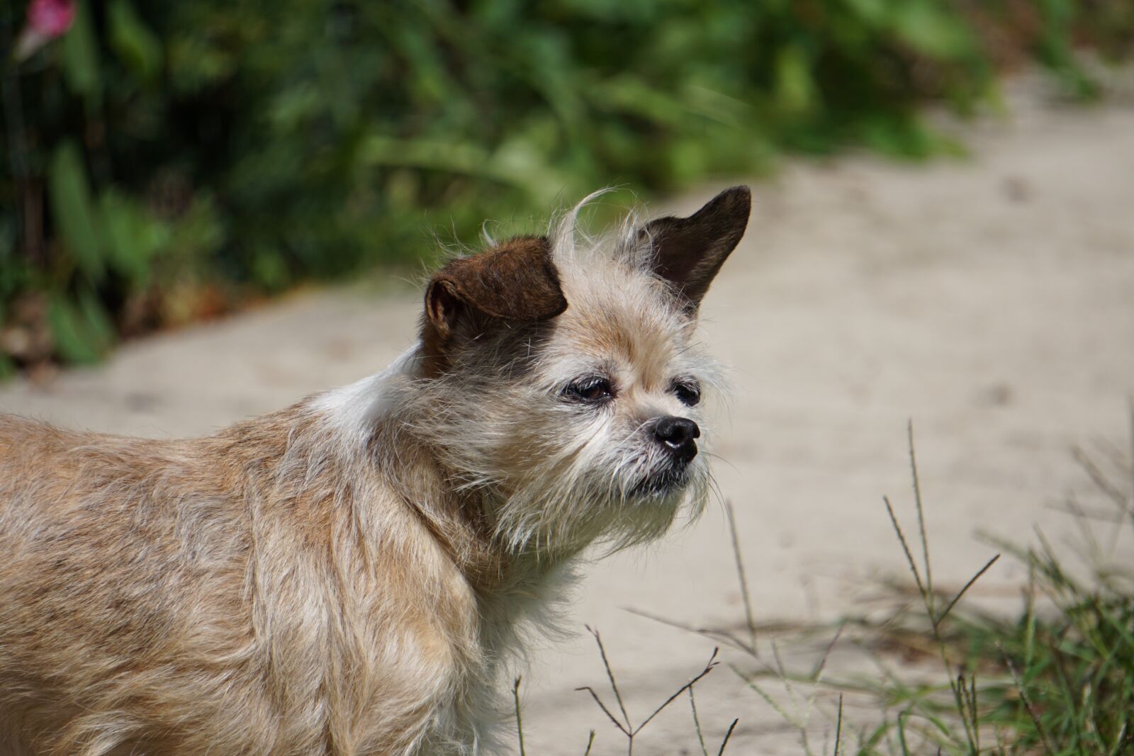 Sony E 55-210mm F4.5-6.3 OSS sample photo. Dog, cute dog, adorable photography