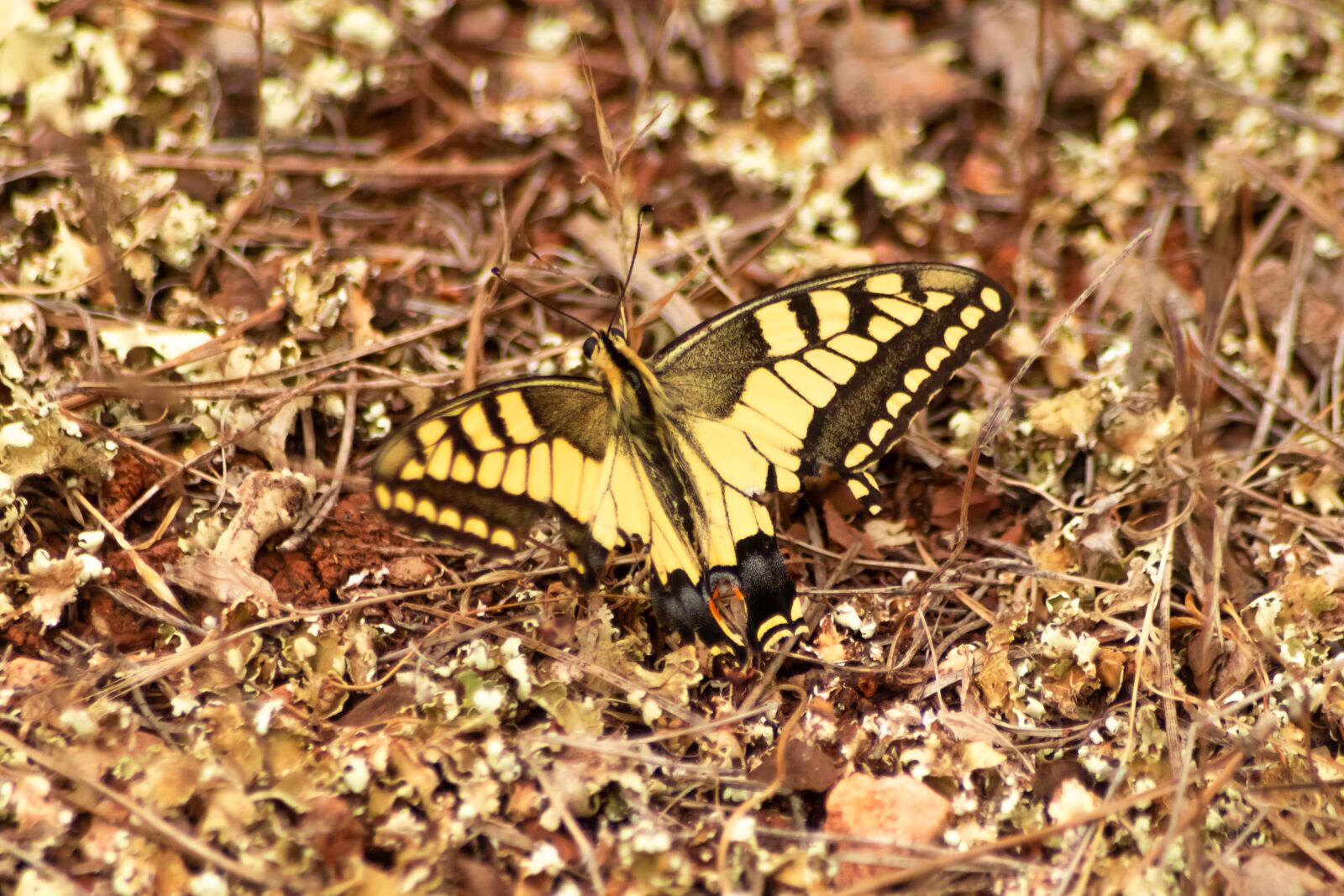 Canon EOS 200D (EOS Rebel SL2 / EOS Kiss X9) sample photo. Butterfly, insect, nature photography