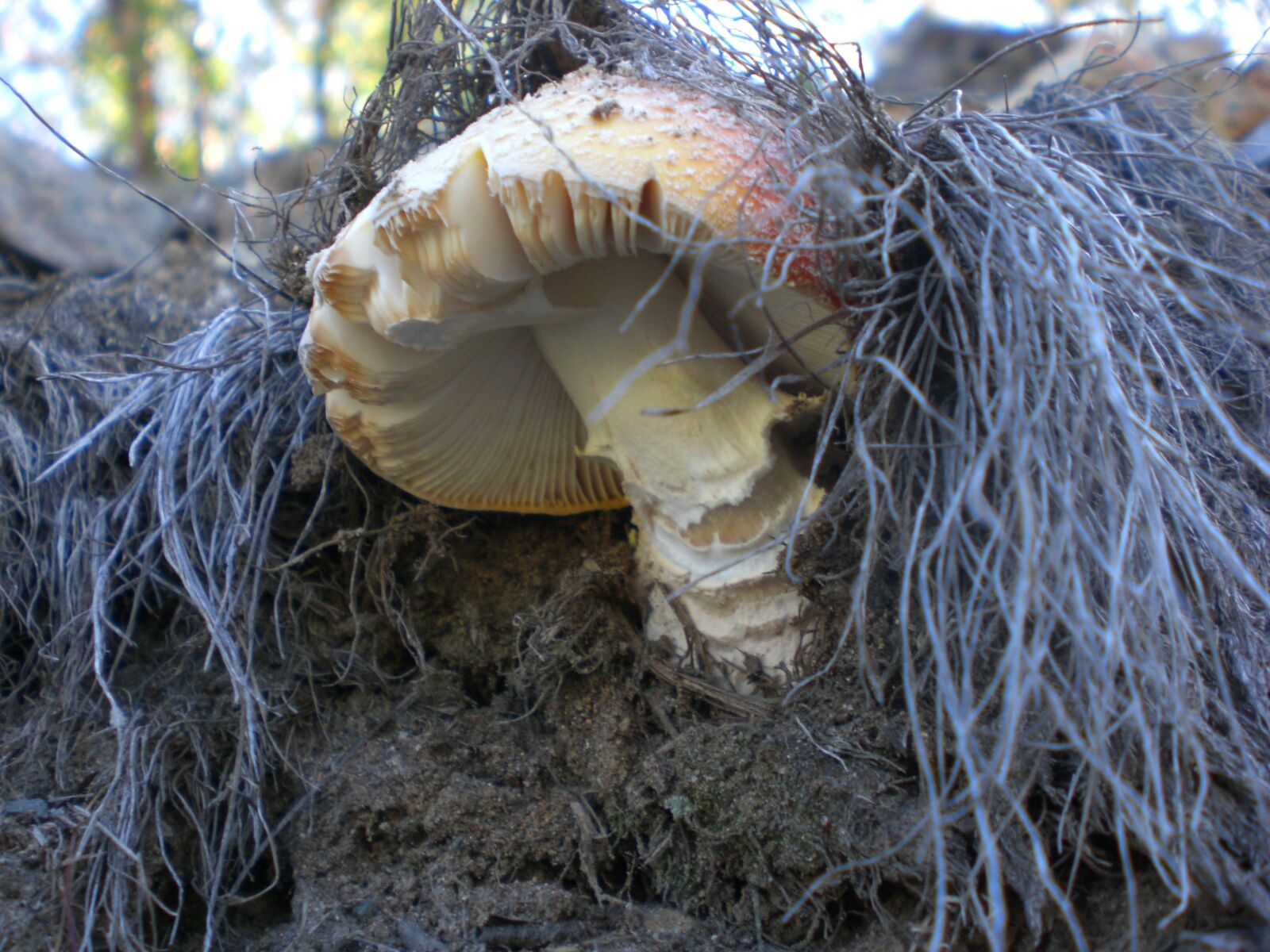 CASIO EX-Z75 sample photo. Mushroom, fad, autumn photography