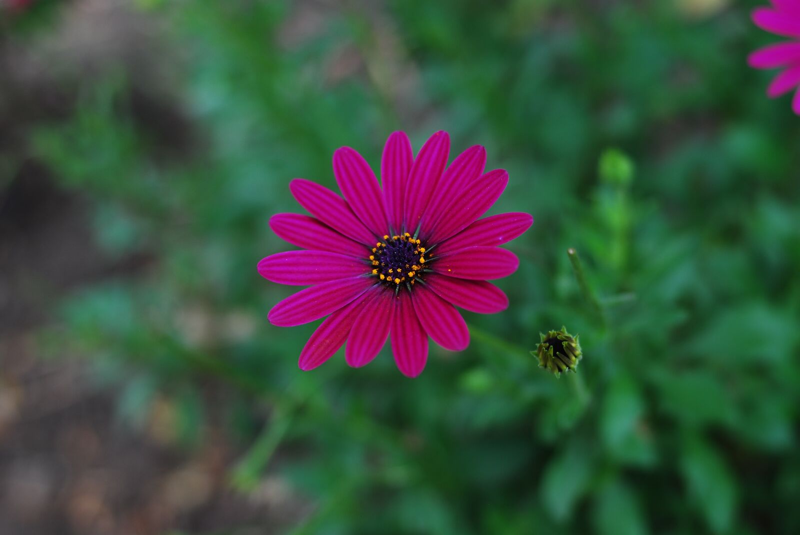 Nikon D60 sample photo. Beautiful flower, nature, plant photography
