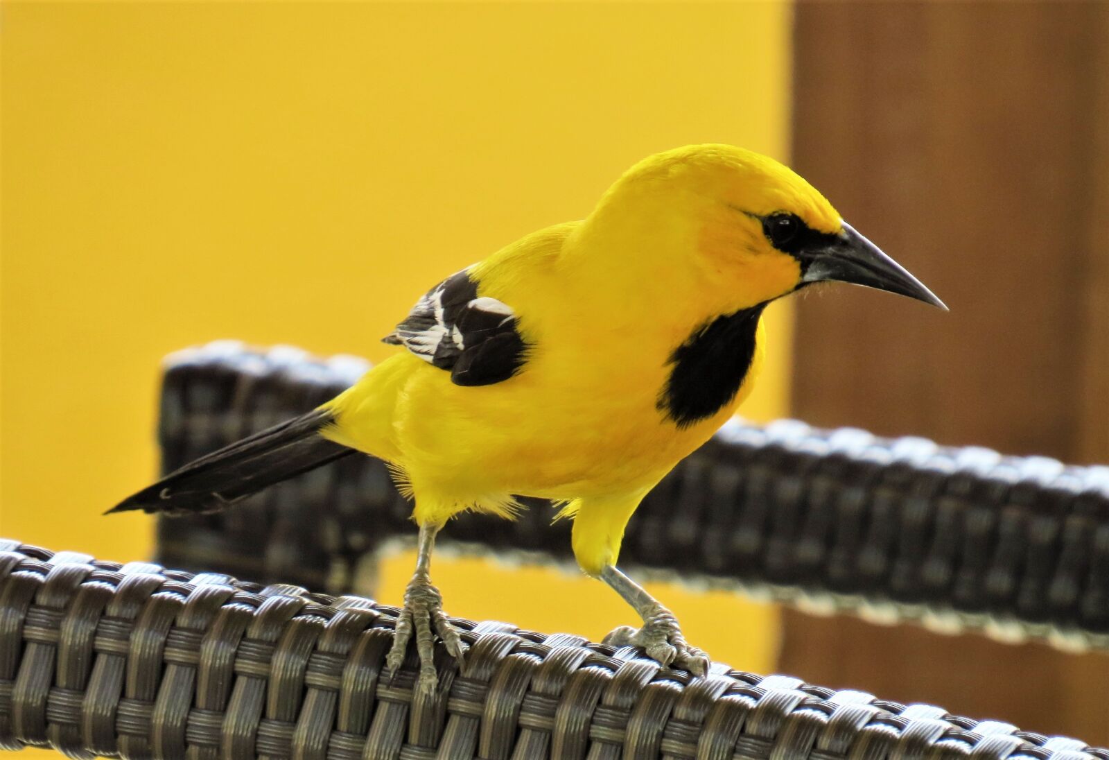 Canon PowerShot SX50 HS sample photo. Bird, yellow, the birds photography
