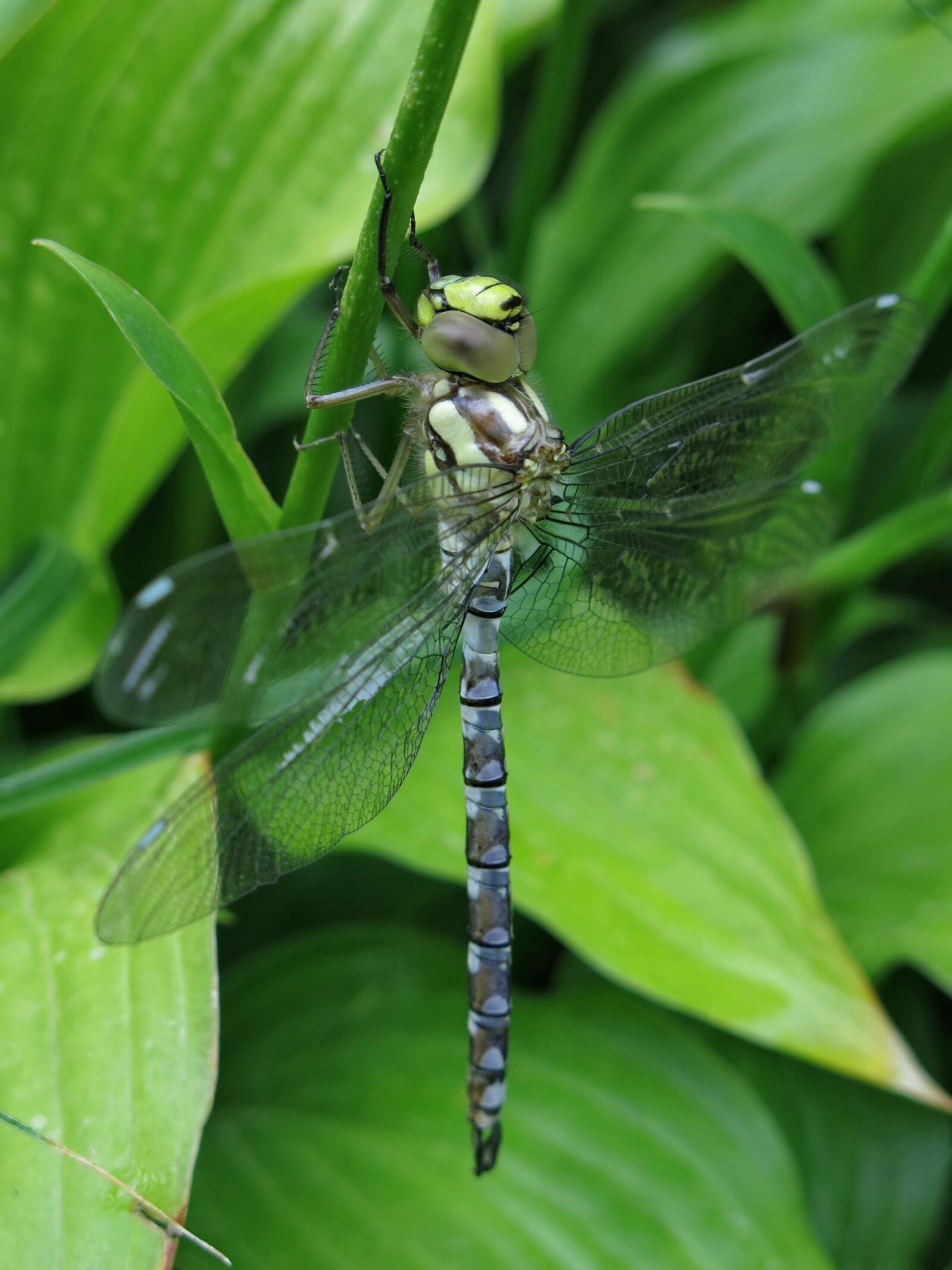 Canon PowerShot G15 sample photo. Precious dragonfly, blue-green mosaic photography