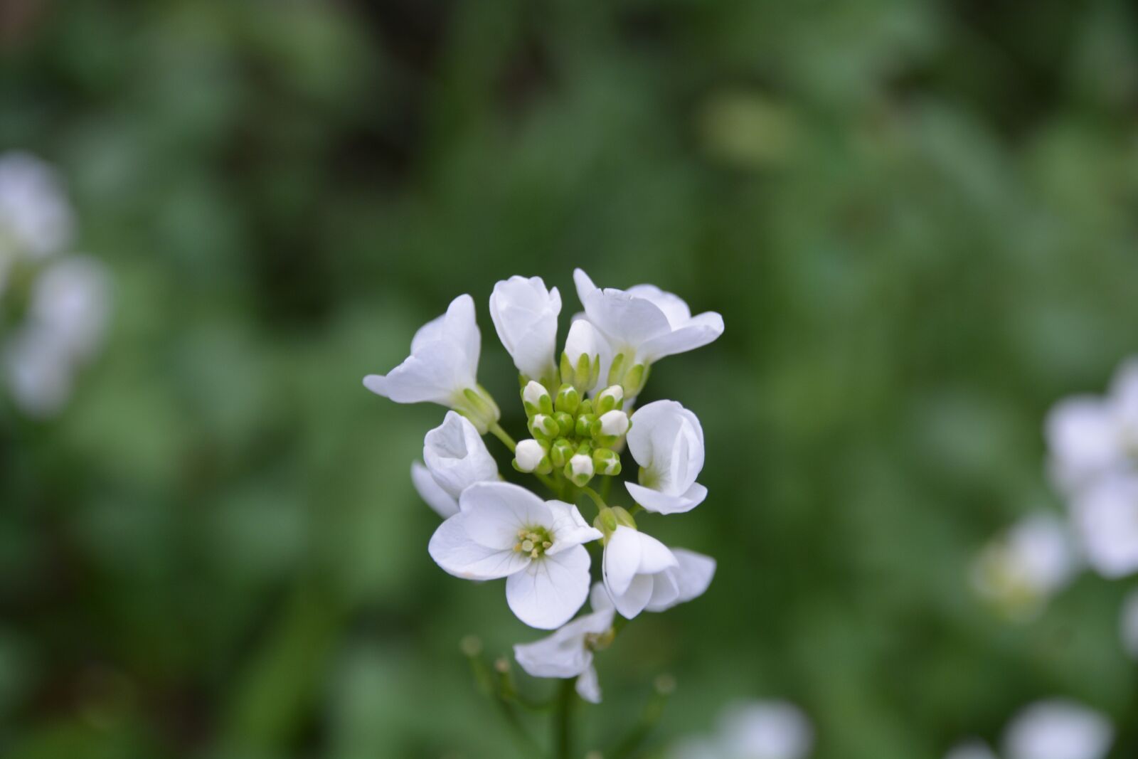 Nikon D7100 sample photo. Flowers, thanksgiving, nature photography