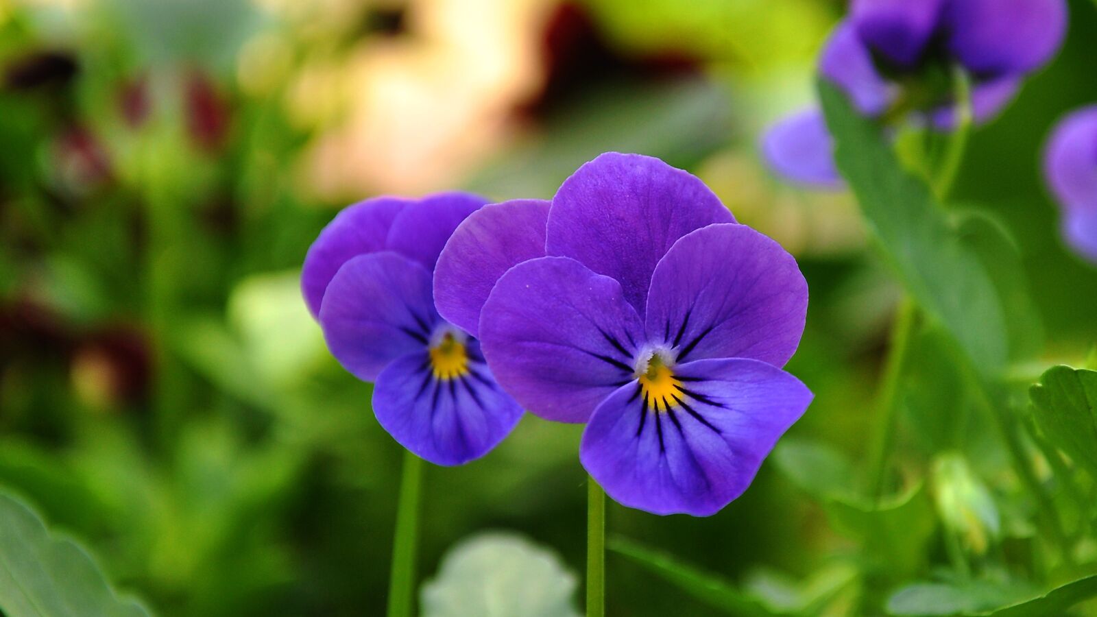 Nikon D90 sample photo. Pansy, flower, flower garden photography
