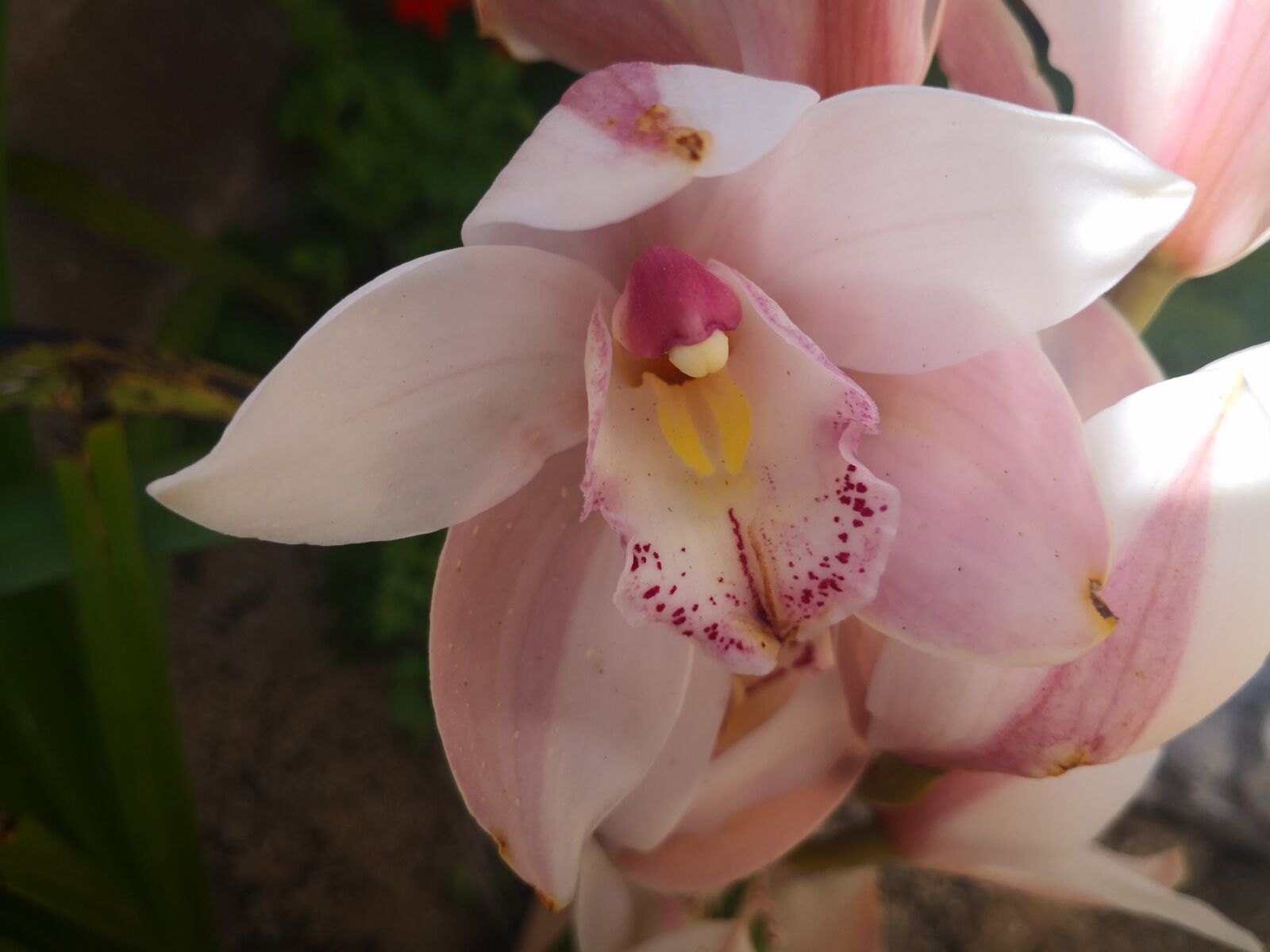 HUAWEI Mate 10 sample photo. Flor, bella, salvaje photography