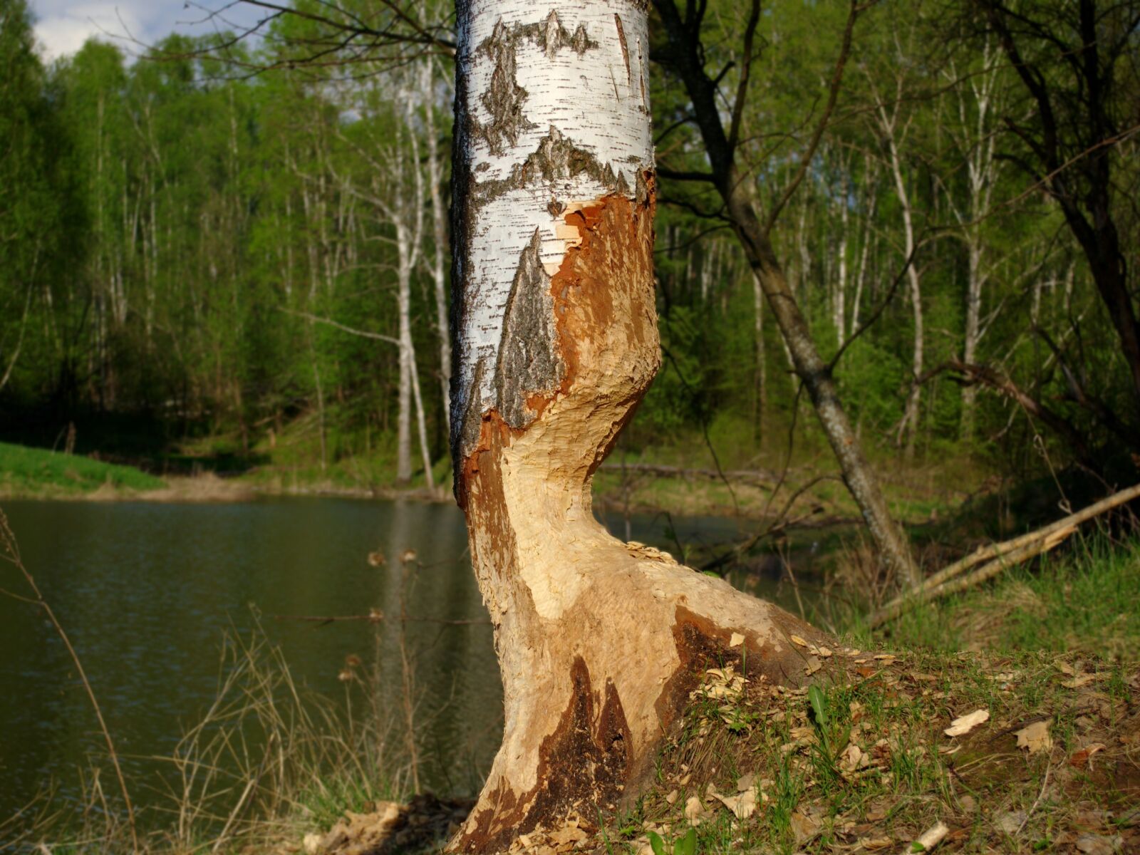 Nikon D3100 sample photo. Birch, beaver or, lifework photography