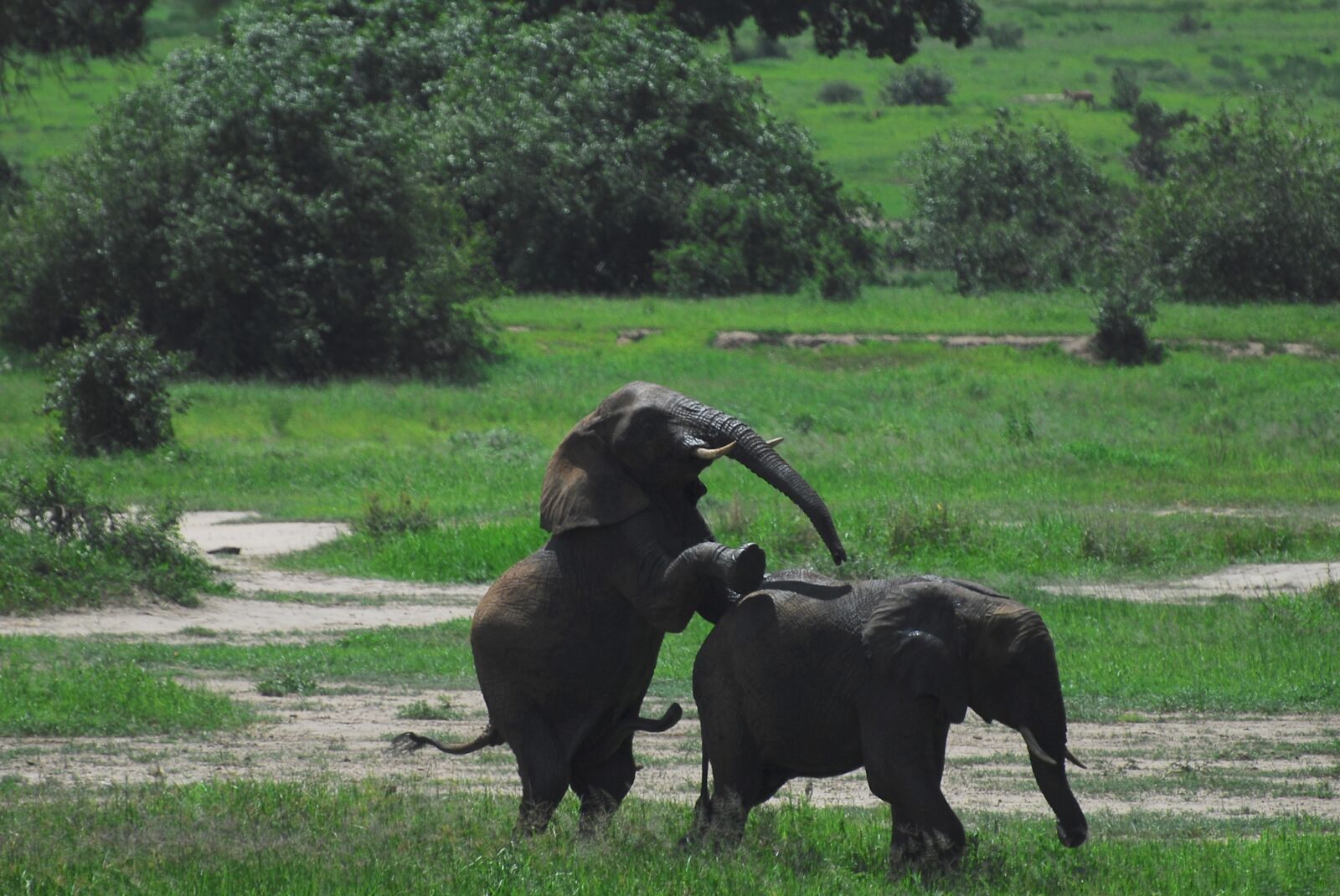 Nikon D200 sample photo. Elephants, tanzania, africa photography