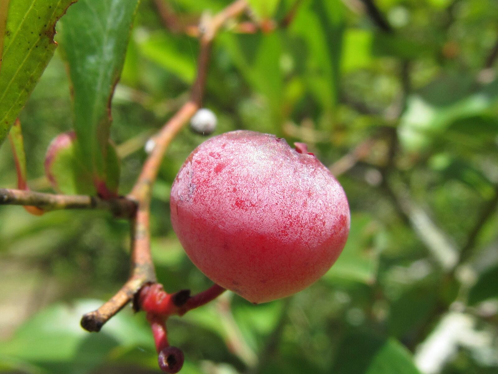 Canon PowerShot SX520 HS sample photo. Unripe blueberry, red, nature photography