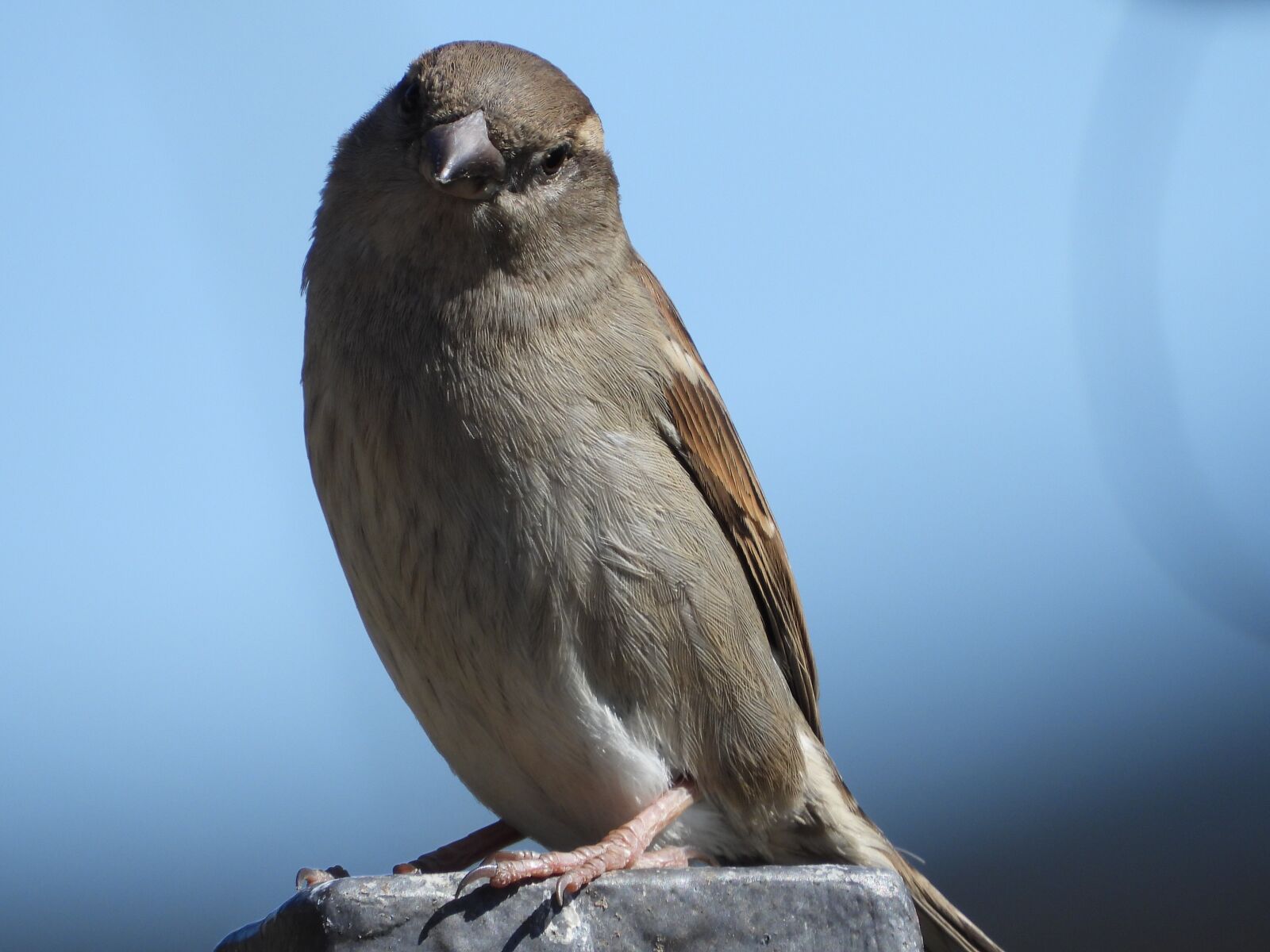 Nikon Coolpix P1000 sample photo. The sparrow, bird, spring photography