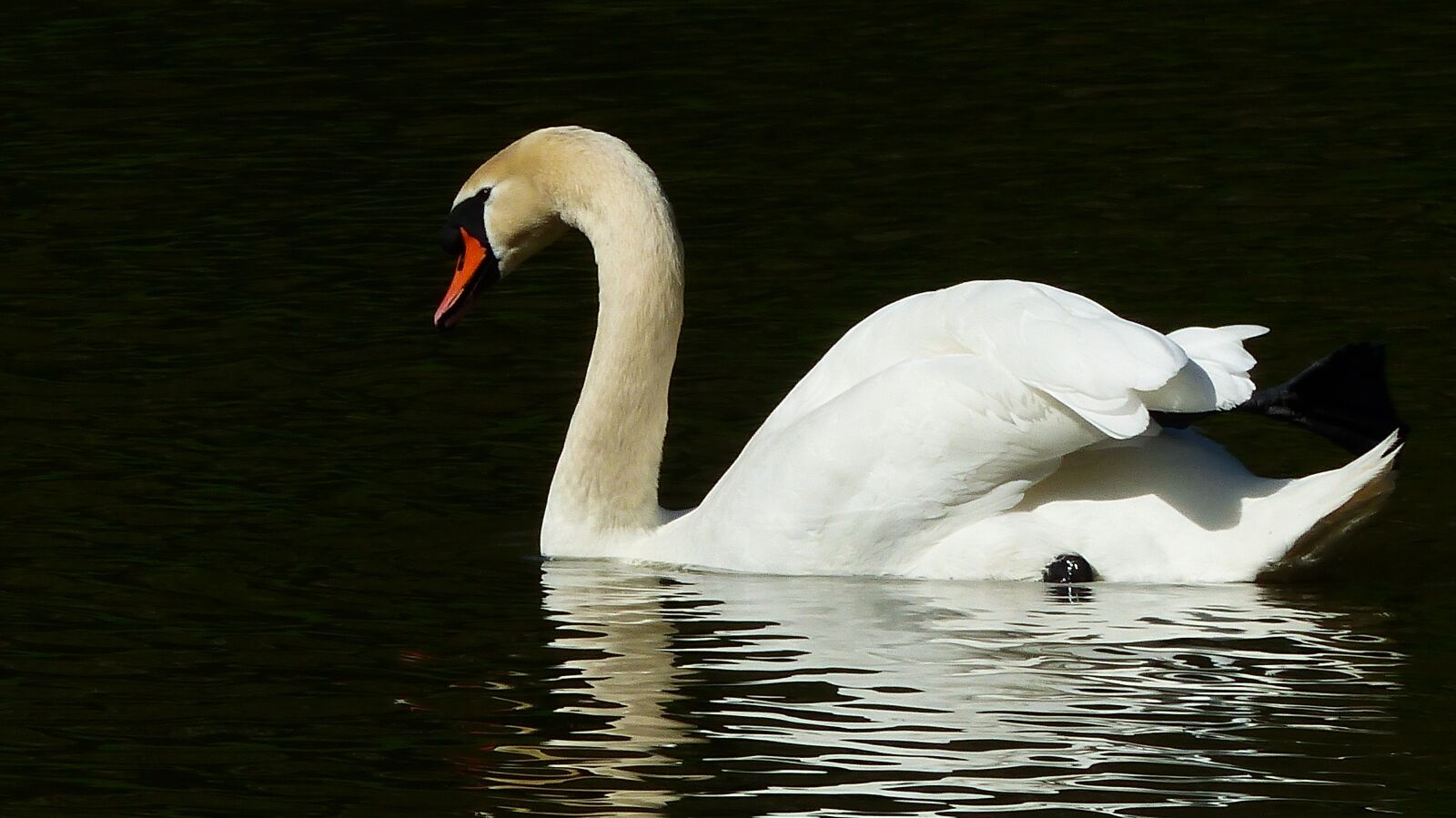 Panasonic Lumix DMC-FZ200 sample photo. Swan, bird, body of photography