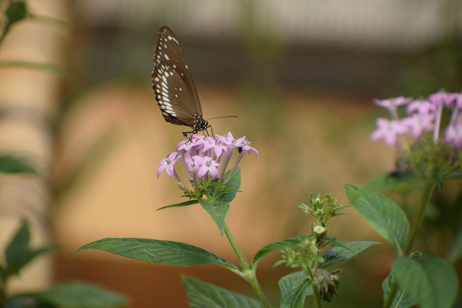 Nikon D3300 sample photo. Bannerghatta biological park, butterfly photography