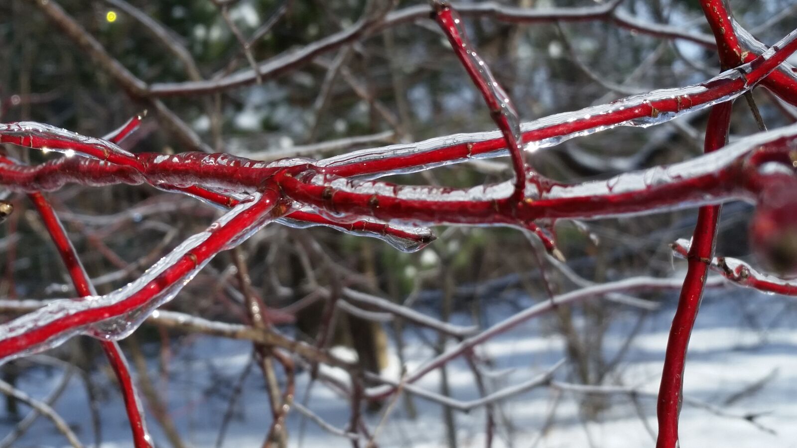Samsung Galaxy S5 sample photo. Nature, tree, winter photography
