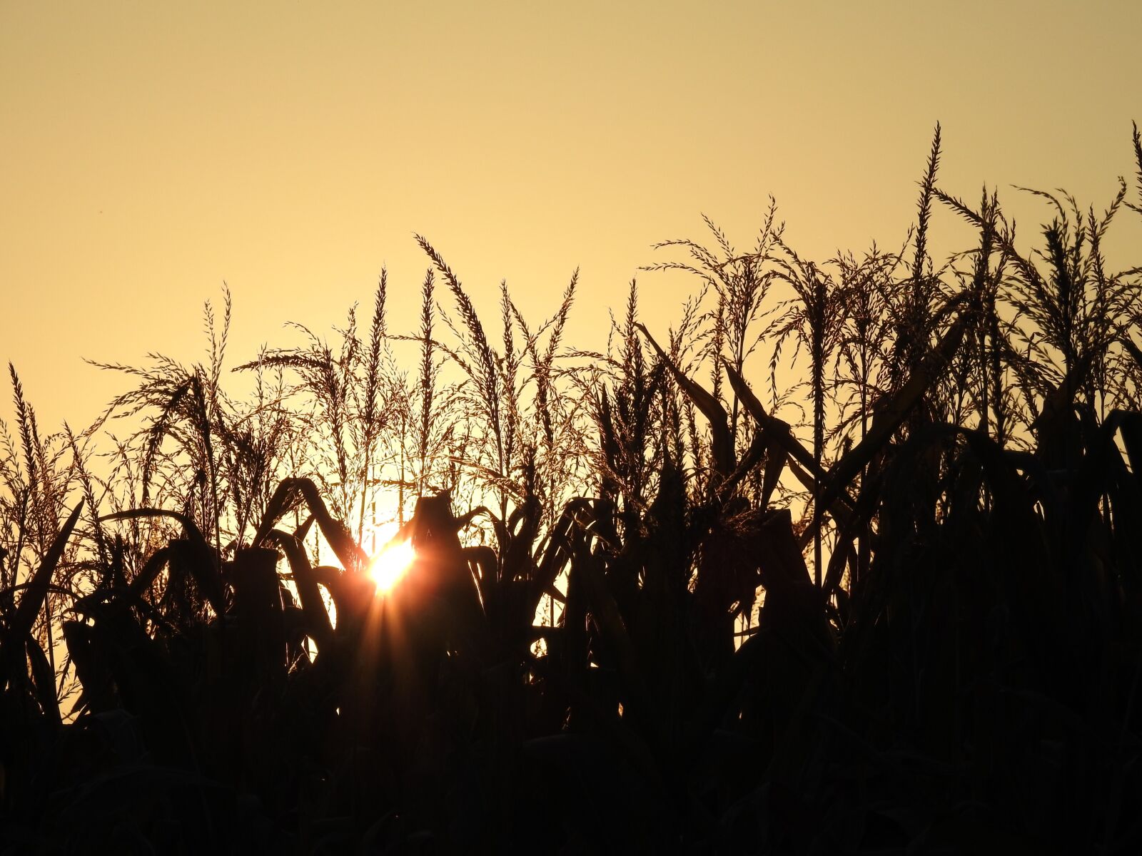 Nikon Coolpix P900 sample photo. Sunset, autumn, atmospheric photography
