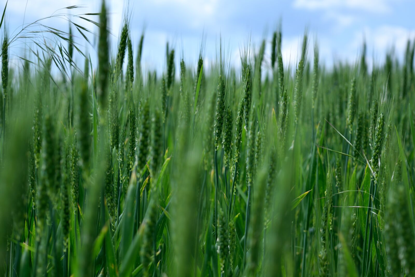 Nikon D5300 sample photo. Wheat, field, agriculture photography