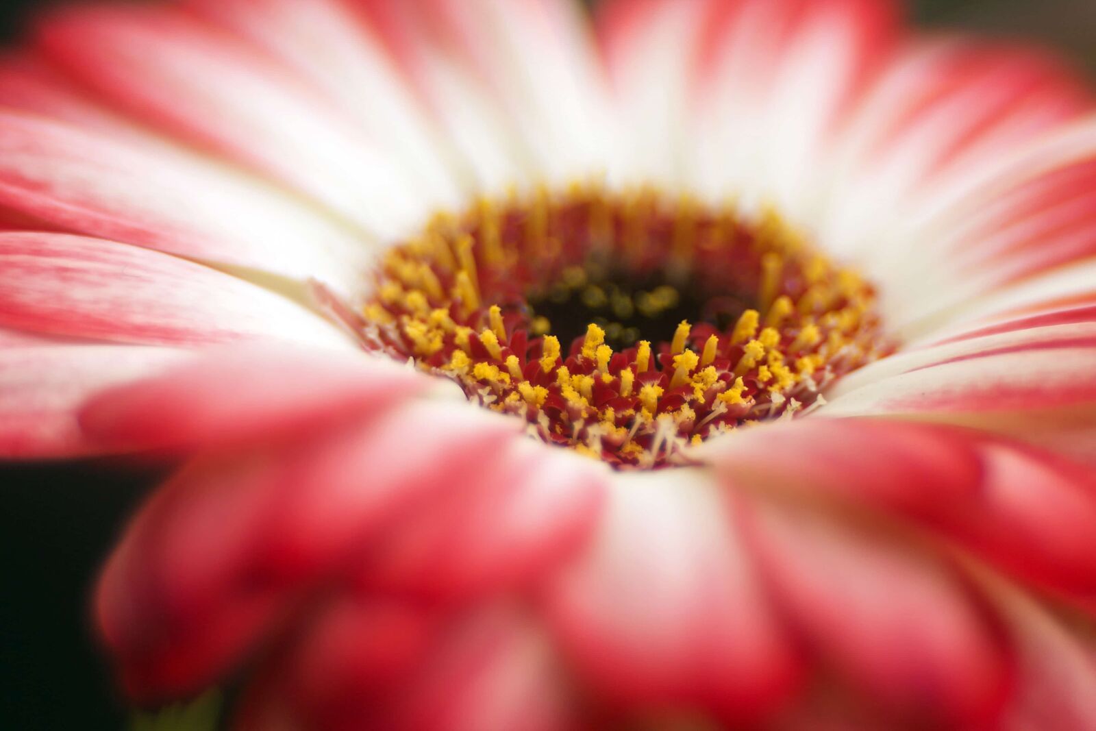 Canon EF 35-80mm f/4-5.6 sample photo. Pistil, pollen, nectar, nature photography