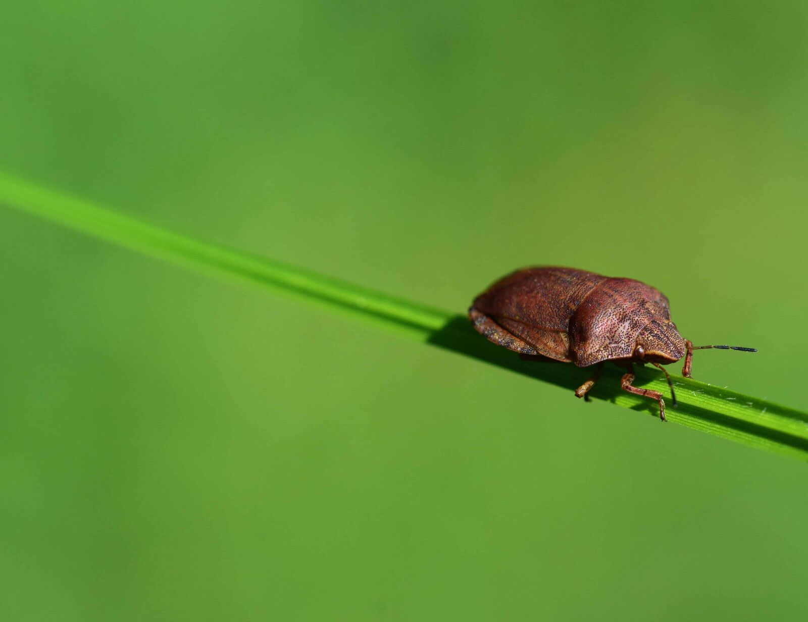 Nikon D3300 sample photo. Pest, macro, nature, insect photography
