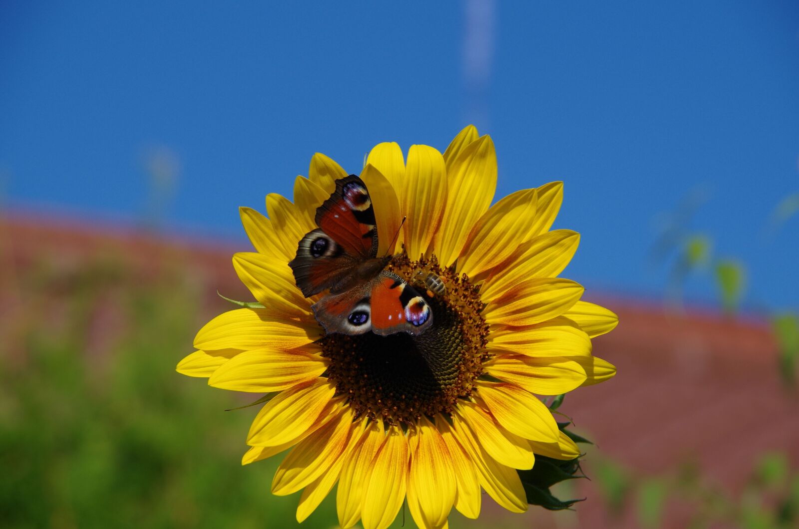 Pentax K-50 sample photo. Sunflower, butterfly, peacock photography