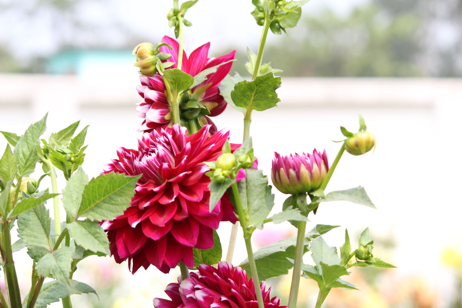 Canon EF-S 55-250mm F4-5.6 IS II sample photo