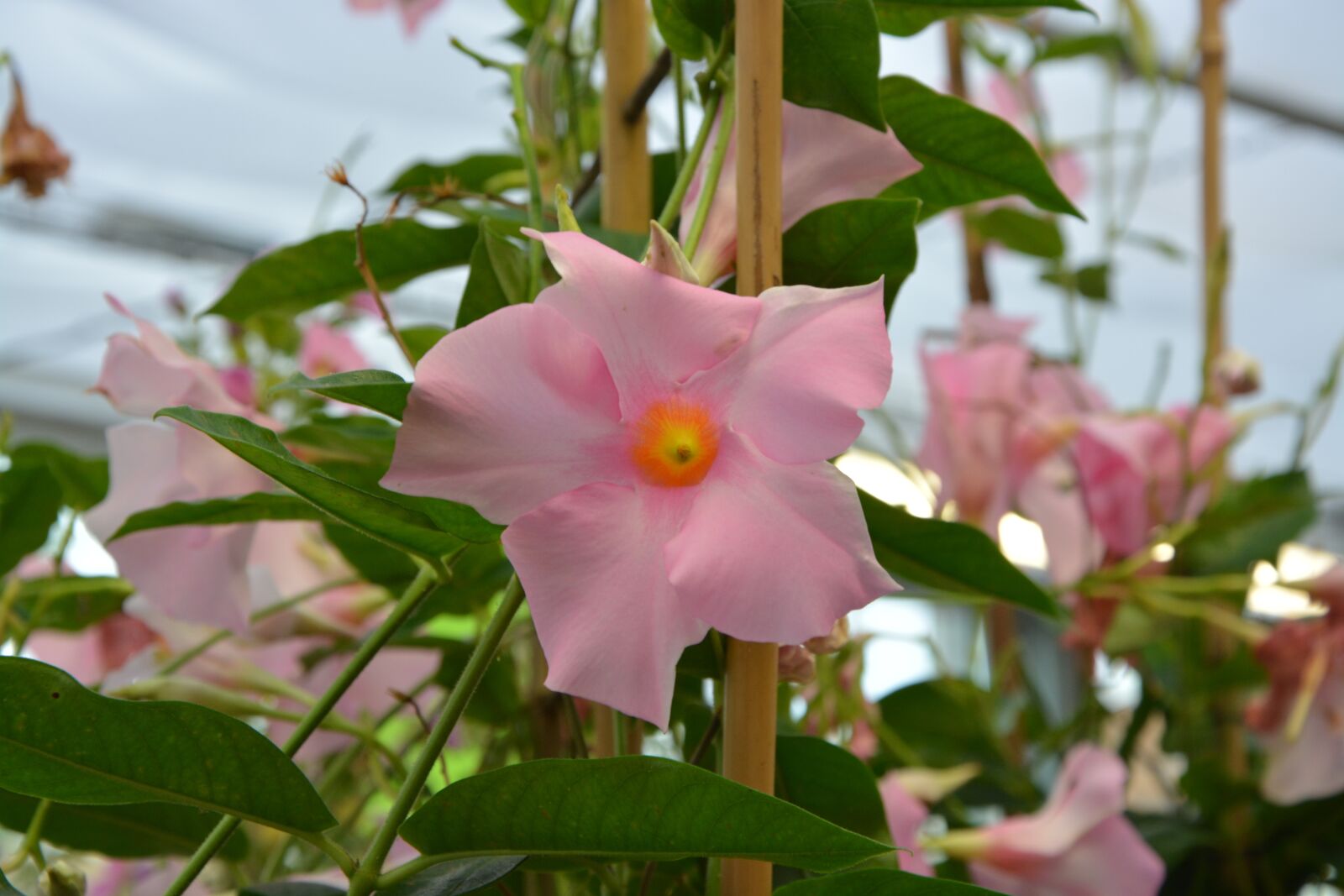 Nikon D5200 sample photo. Pink flower, flower vine photography