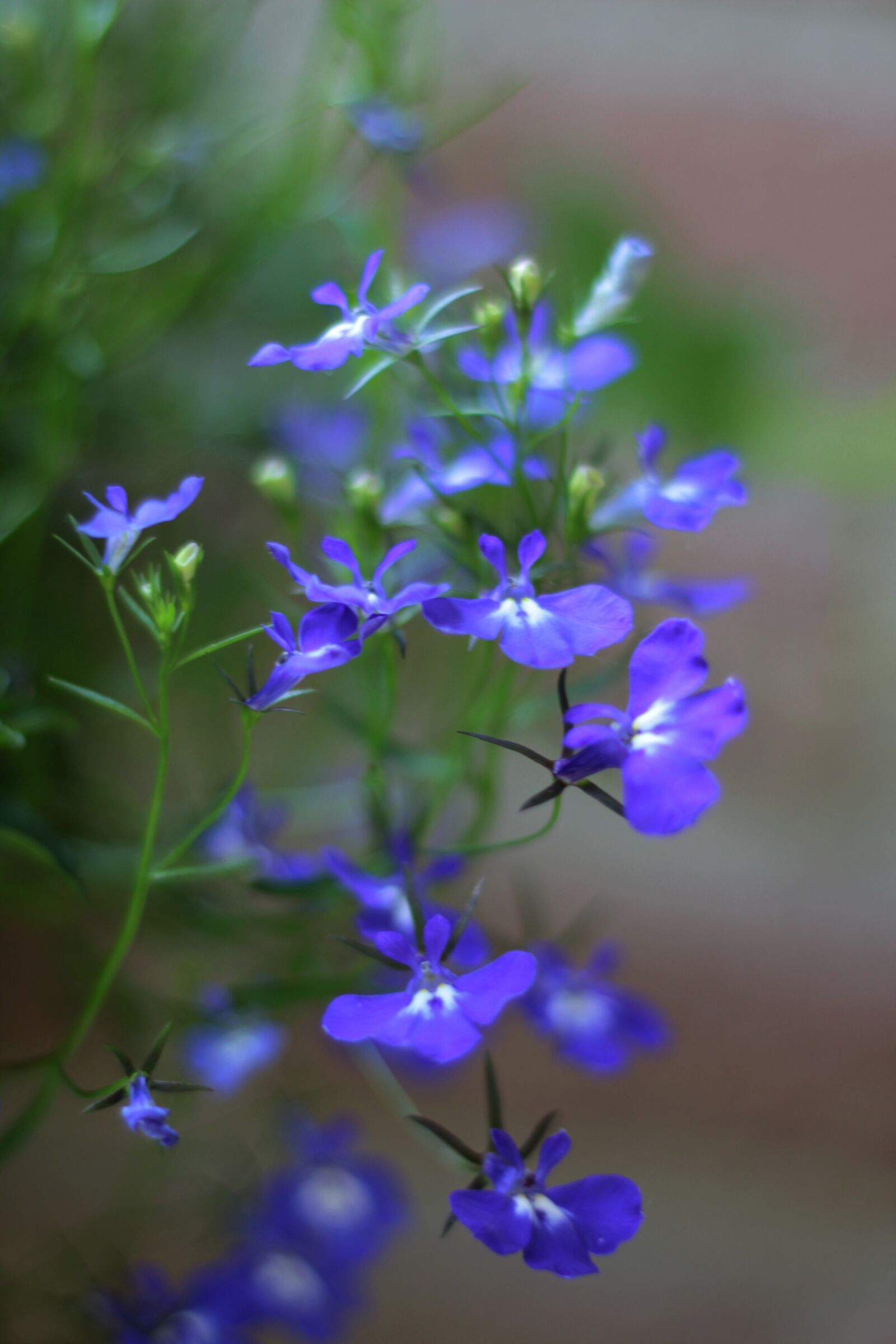 Canon EOS 600D (Rebel EOS T3i / EOS Kiss X5) sample photo. Lobelia, one-year-olds, garden photography