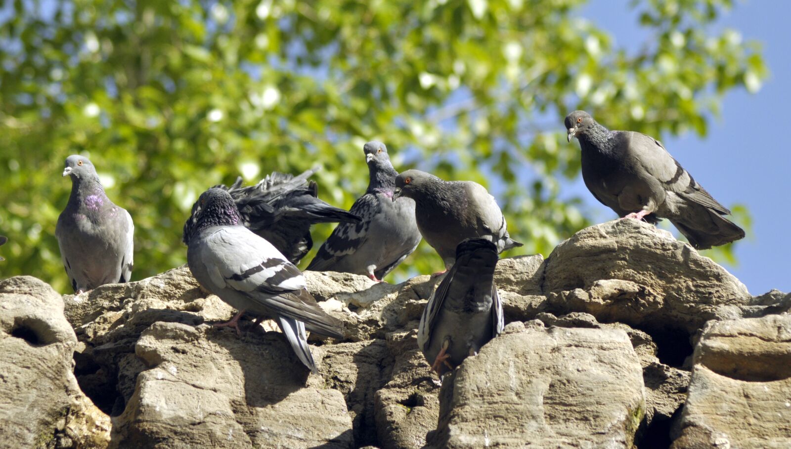 Nikon D90 sample photo. Pigeon, birds, animal photography