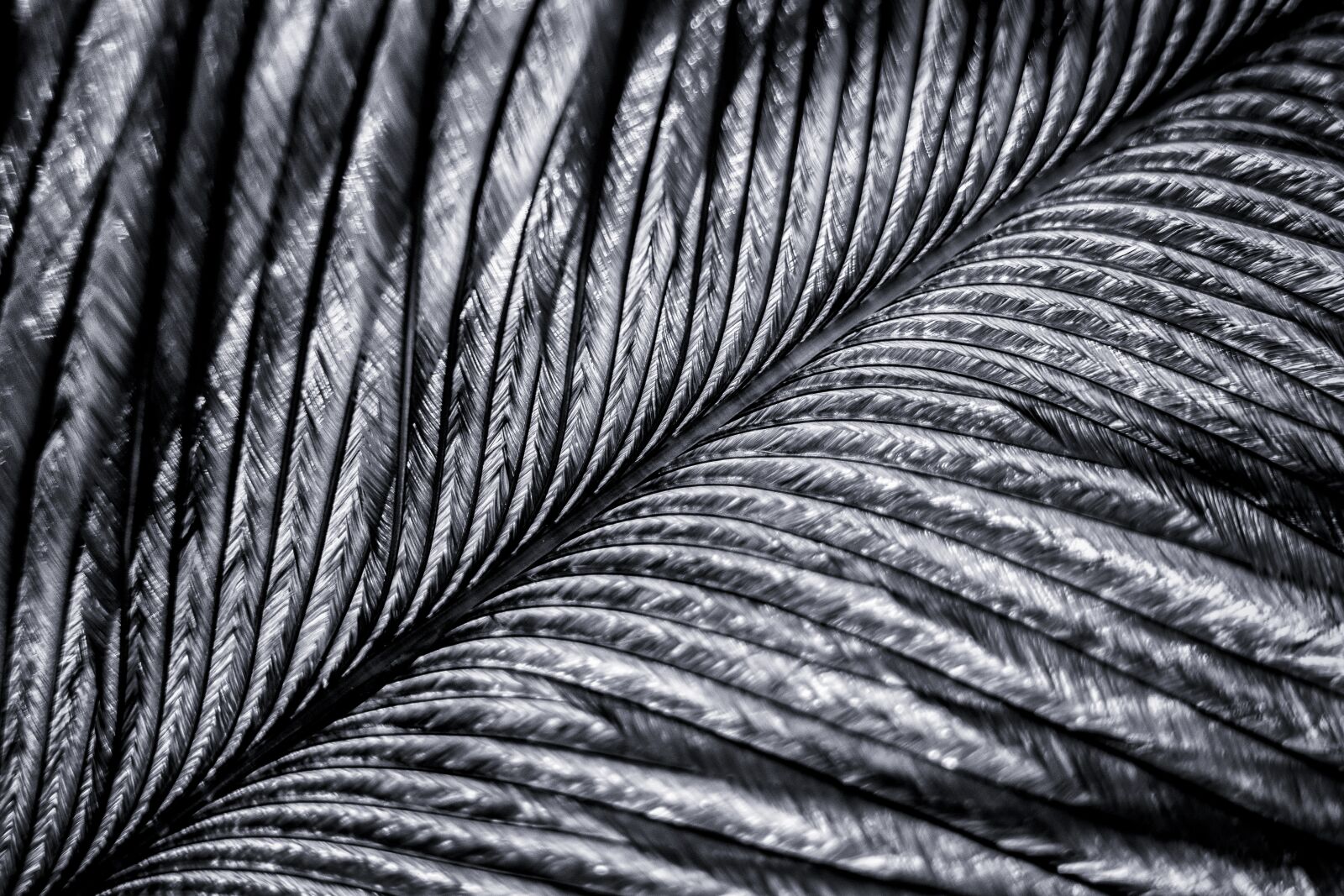 Nikon D7200 sample photo. Feather, macro, bird photography