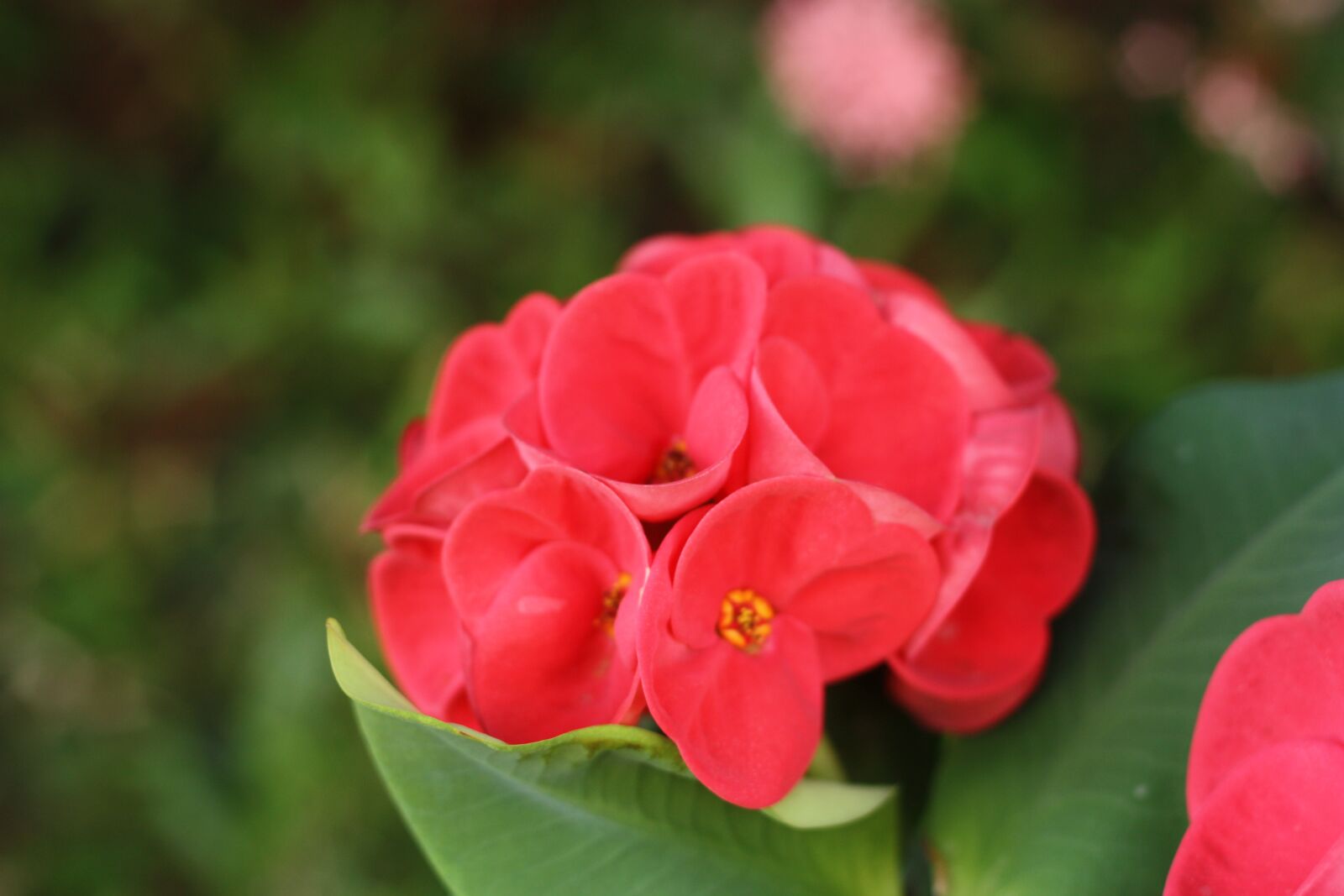 Canon EOS 450D (EOS Rebel XSi / EOS Kiss X2) sample photo. Flower, nature, red photography