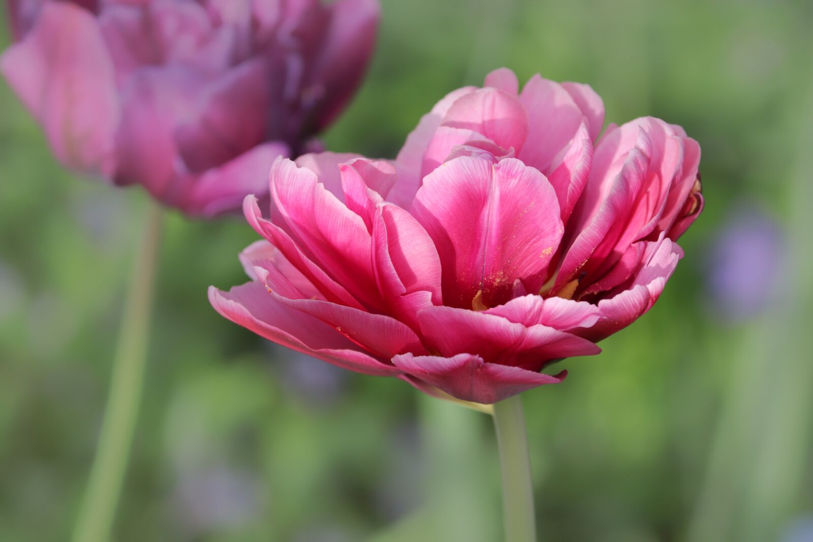 Canon EOS 200D (EOS Rebel SL2 / EOS Kiss X9) sample photo. Tulip, tulipa, schnittblume photography