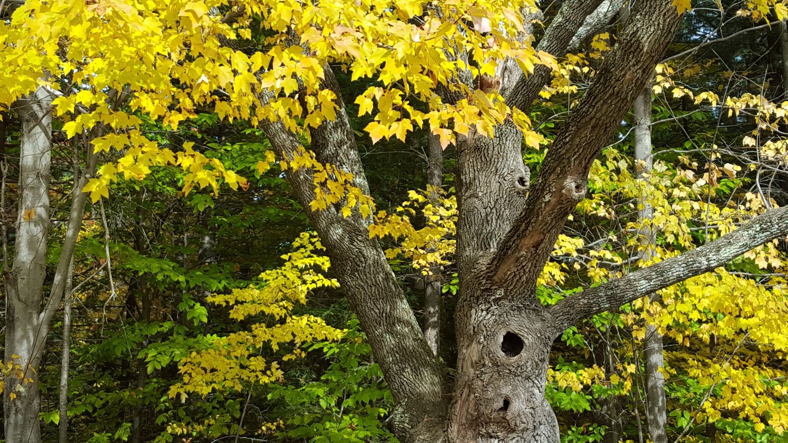 Samsung Galaxy S6 sample photo. Autumn, yellow leaves, one photography