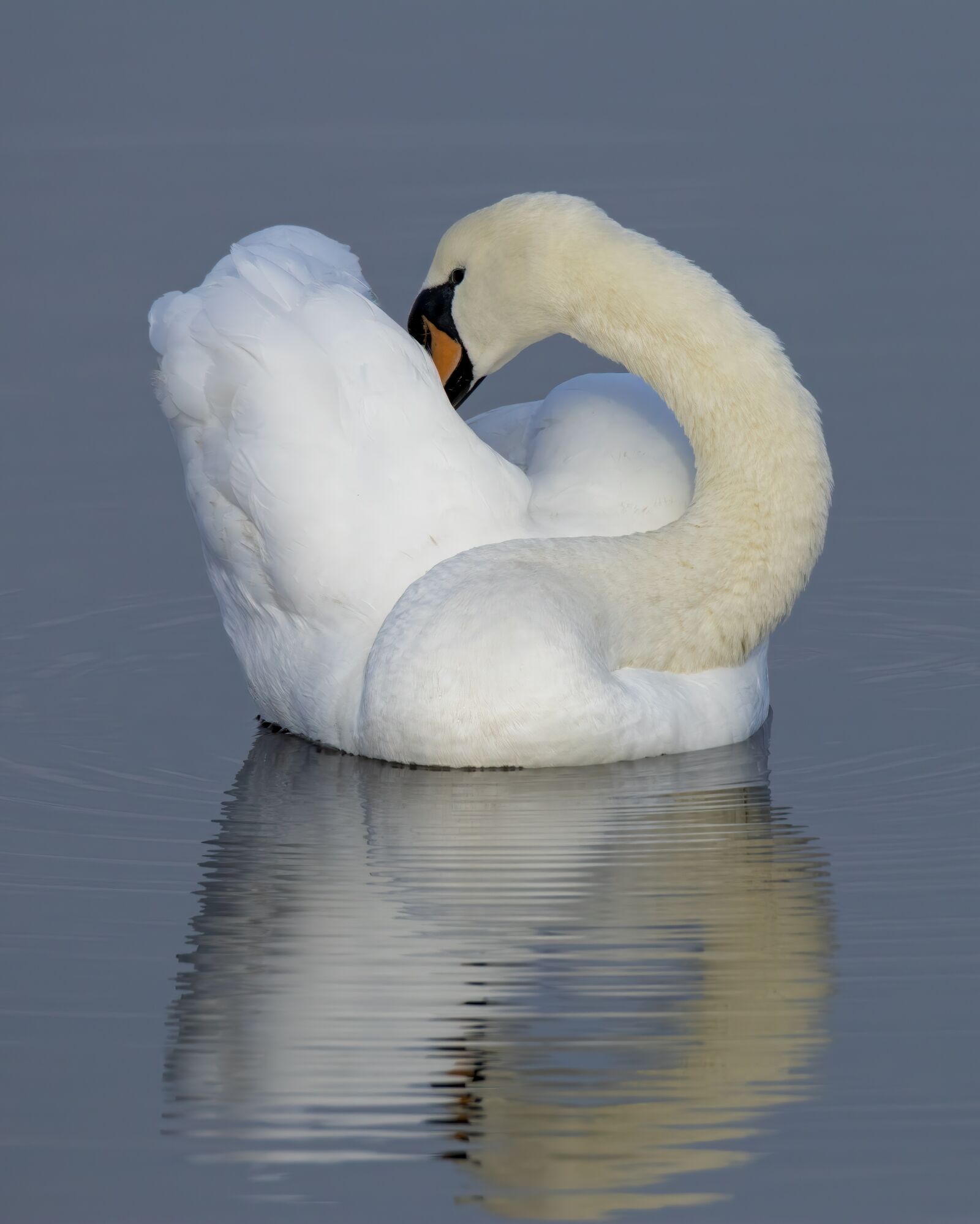Tamron SP 150-600mm F5-6.3 Di VC USD G2 sample photo. Swan, white, nature photography