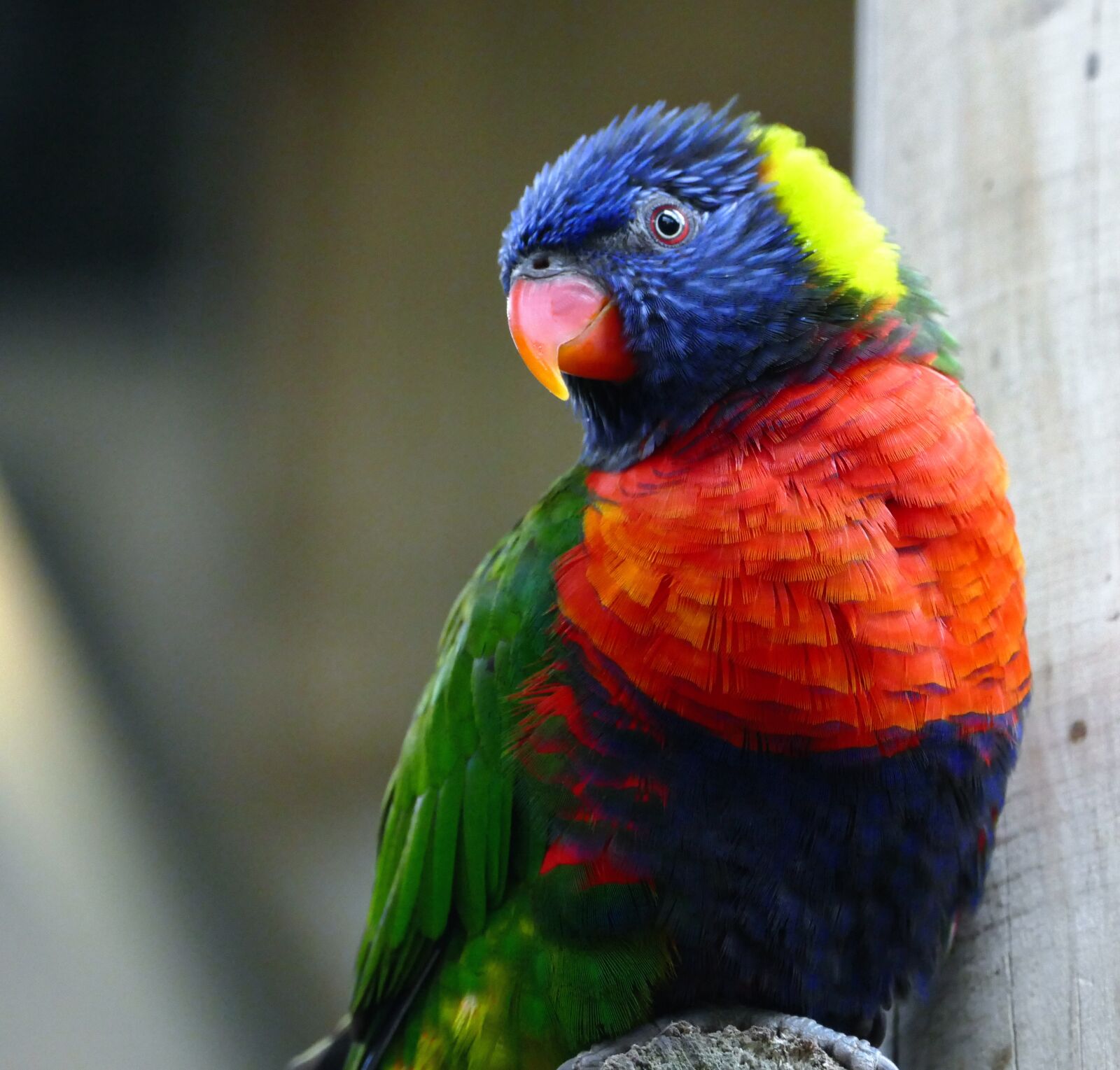 Panasonic Lumix DMC-FZ1000 sample photo. Animal, avian, beak, bird photography