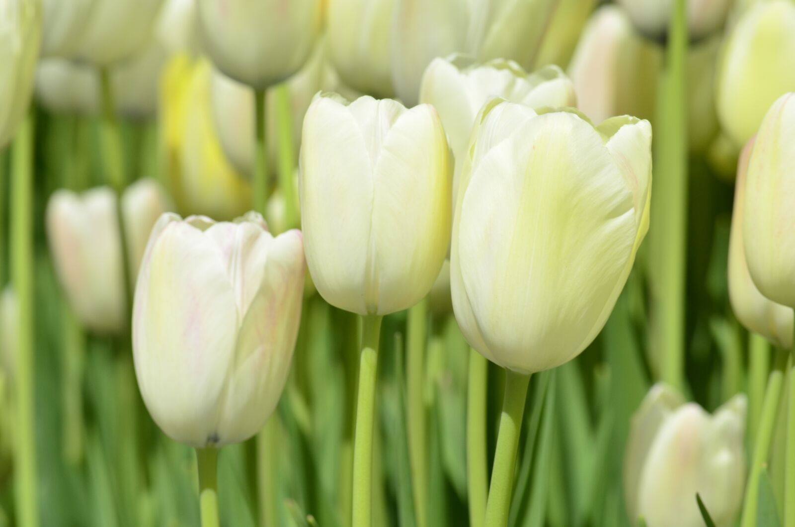 Nikon D5100 sample photo. Tulip, flower, orange photography