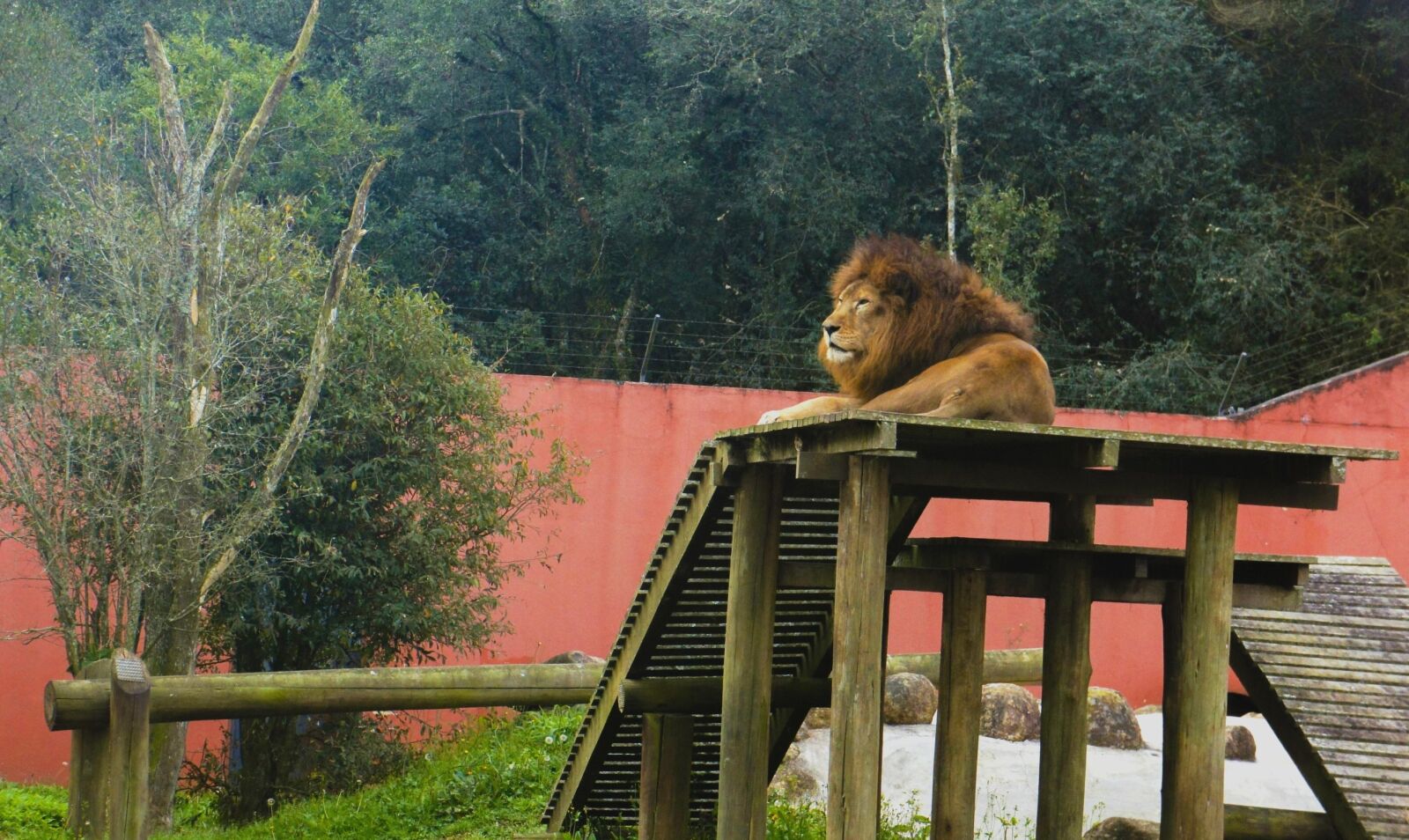Sony Alpha NEX-5 + Sony E 18-55mm F3.5-5.6 OSS sample photo. Lion, curitiba, brazil photography